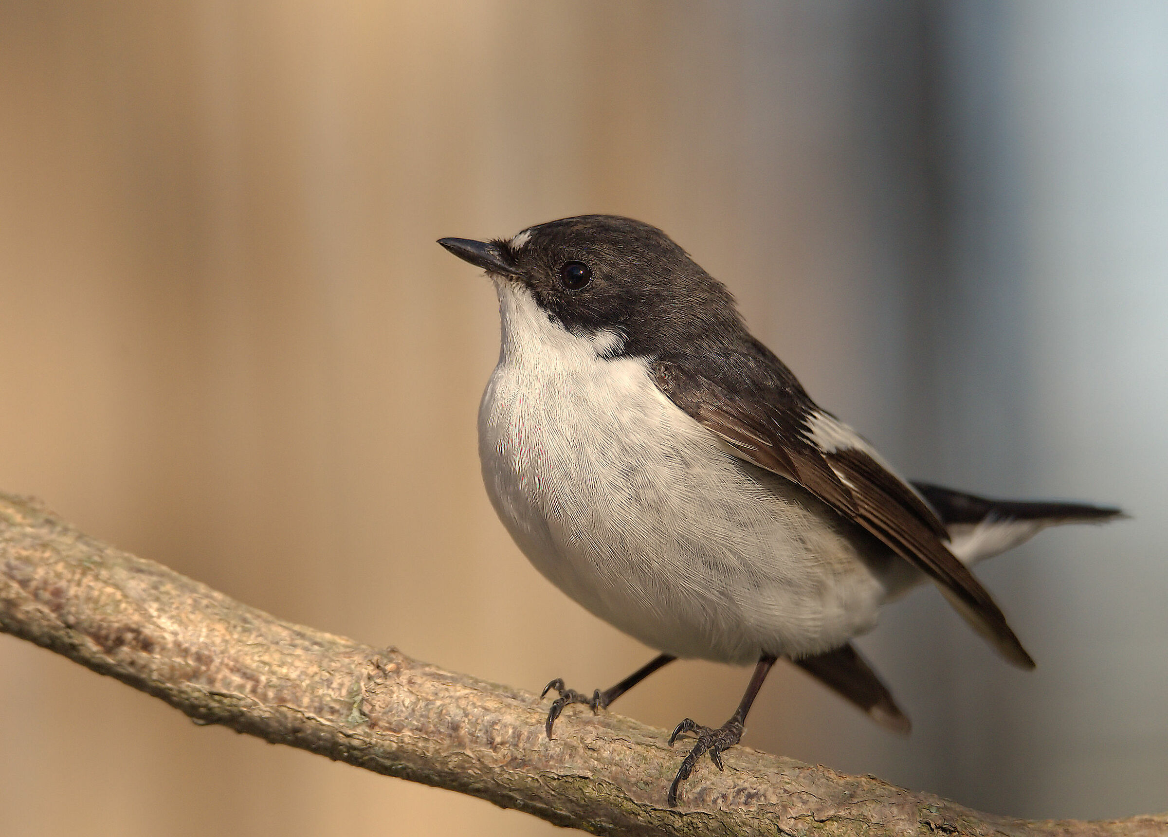 Black Robin Male
