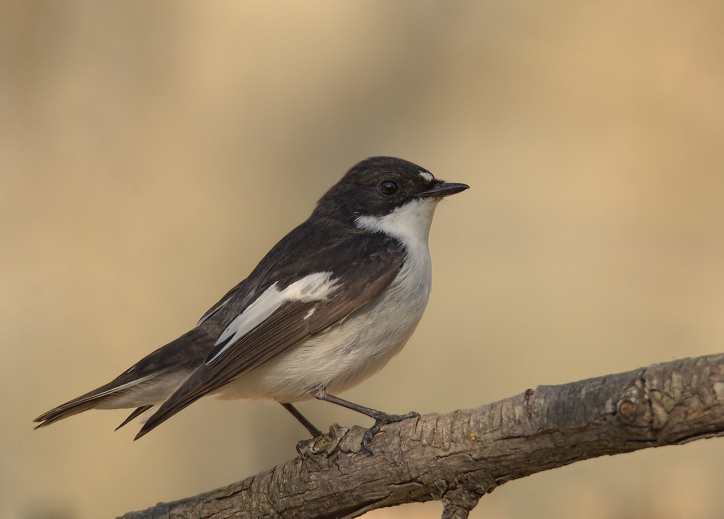 Black Robin Male