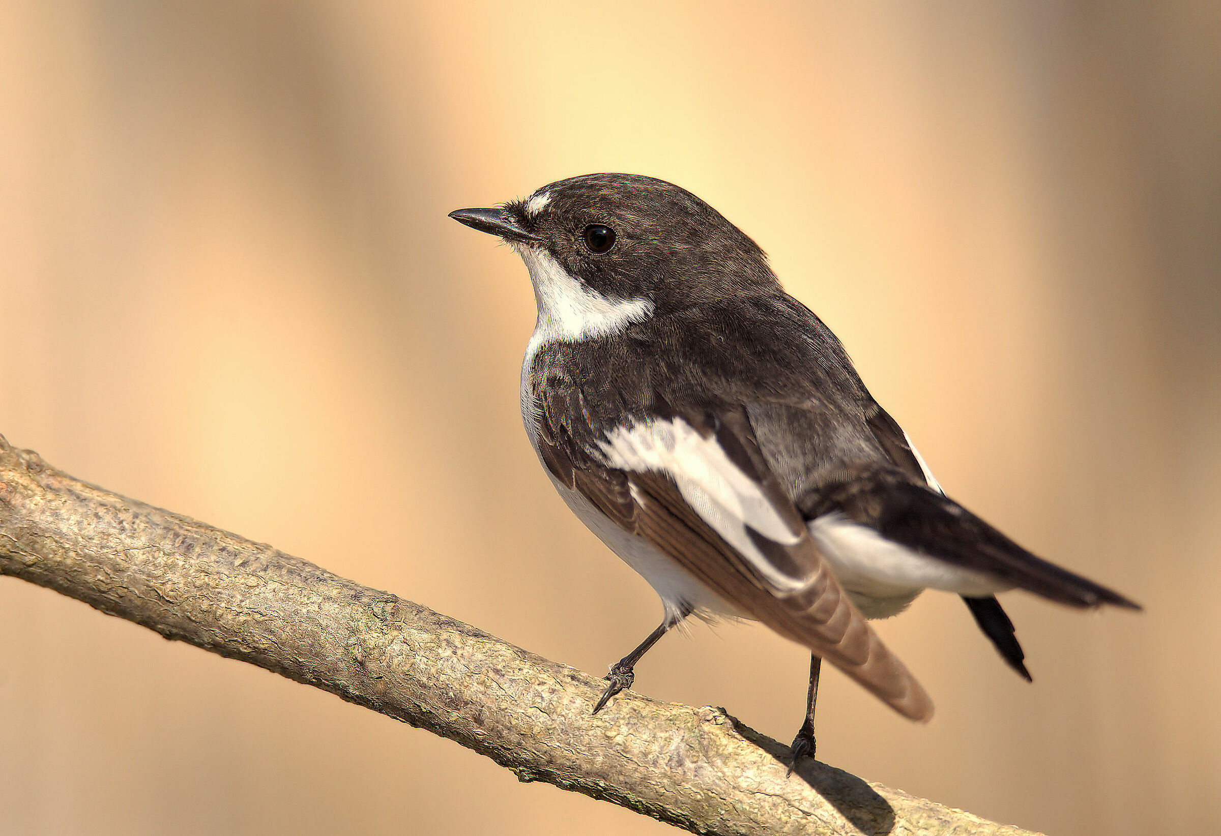 Black Robin Male