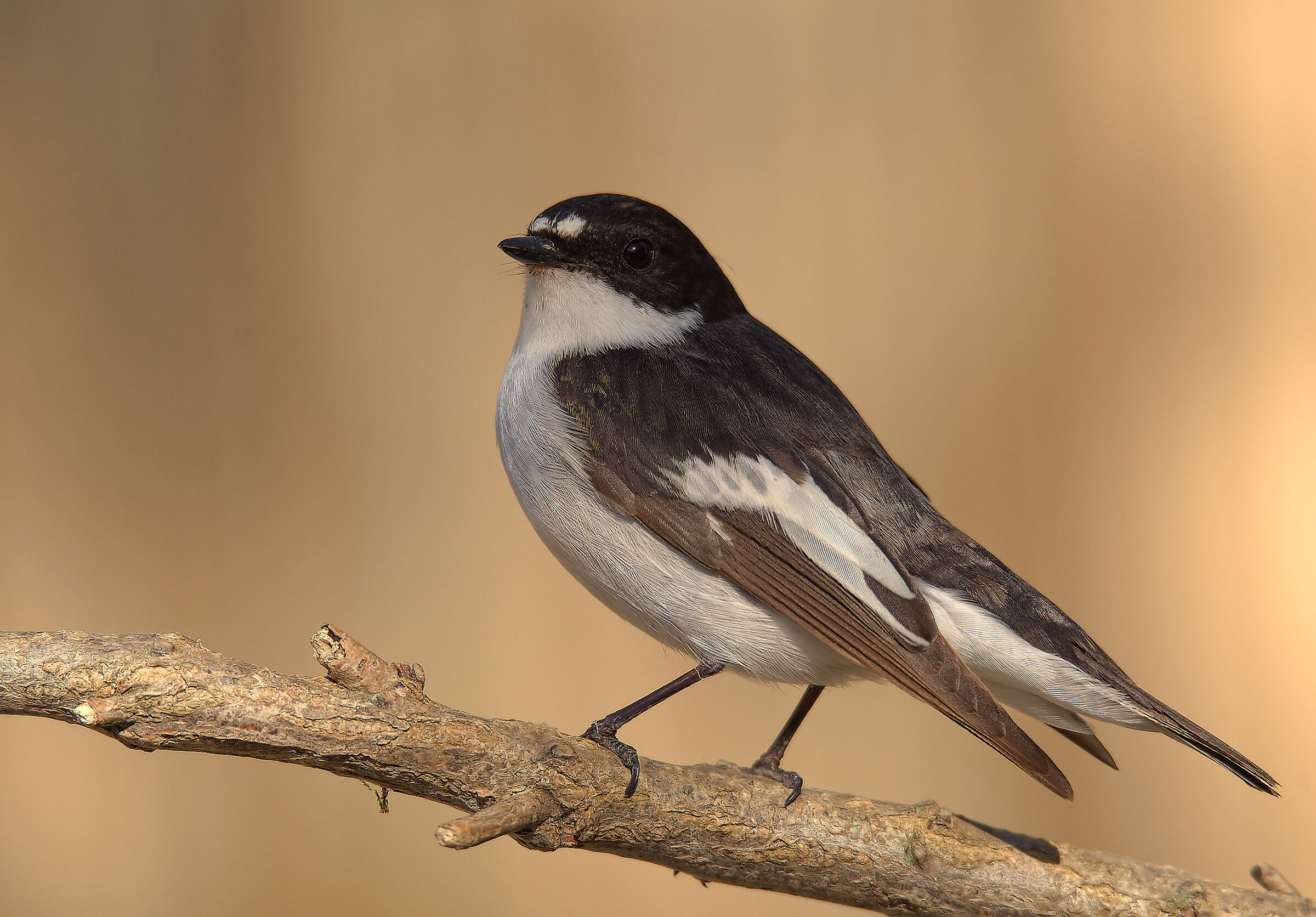 Black Robin Male