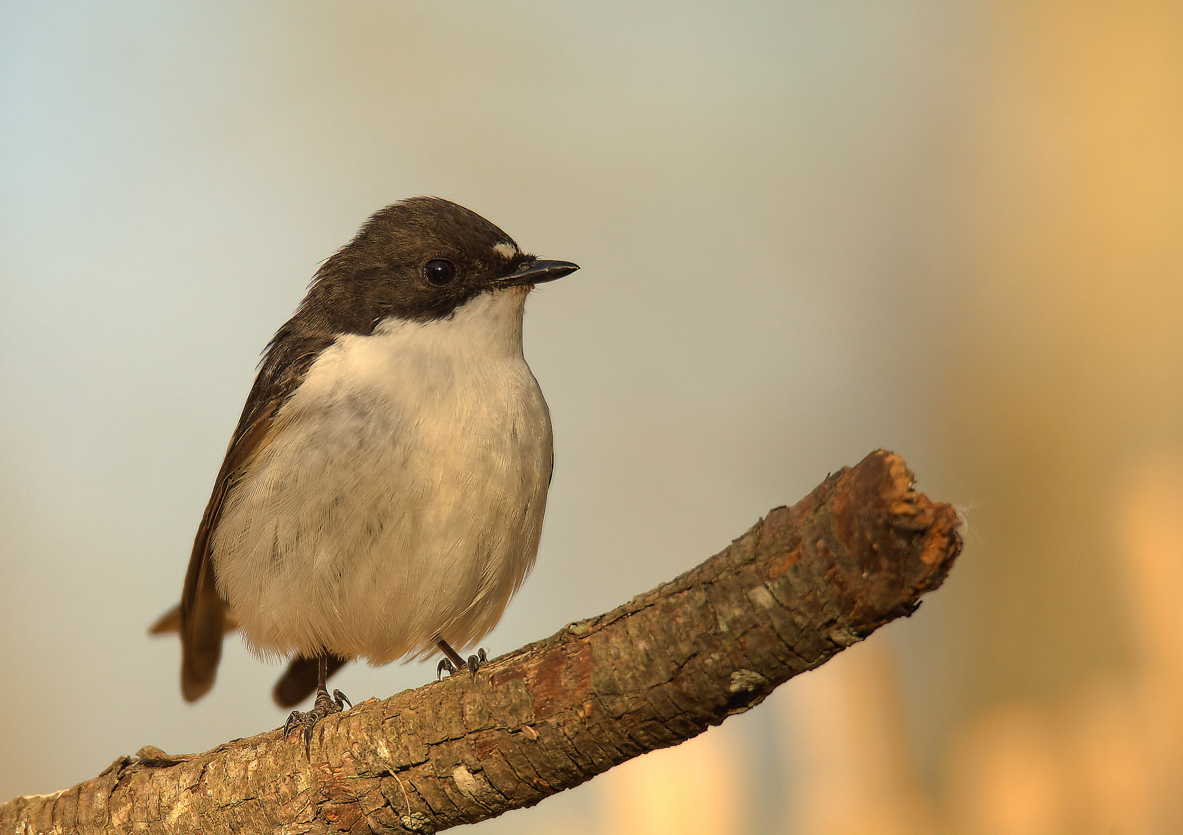 Black Robin Male