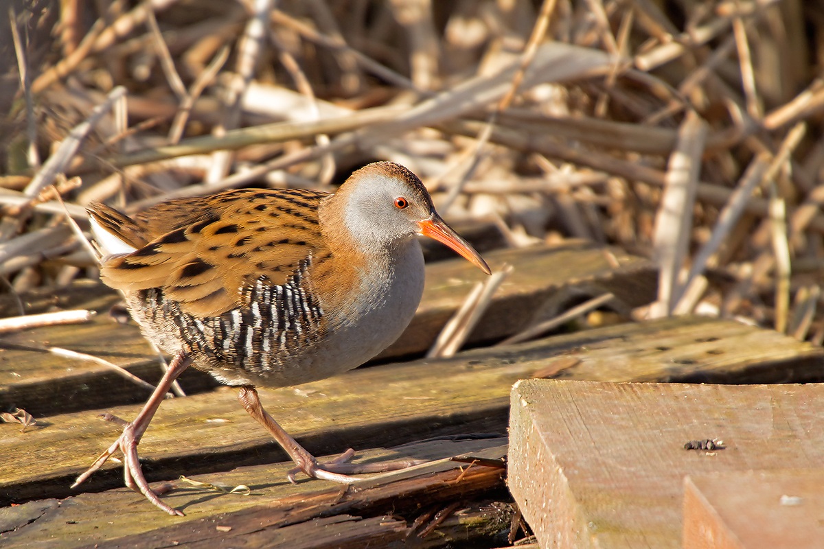 Water Rail (Rallus aquaticus)