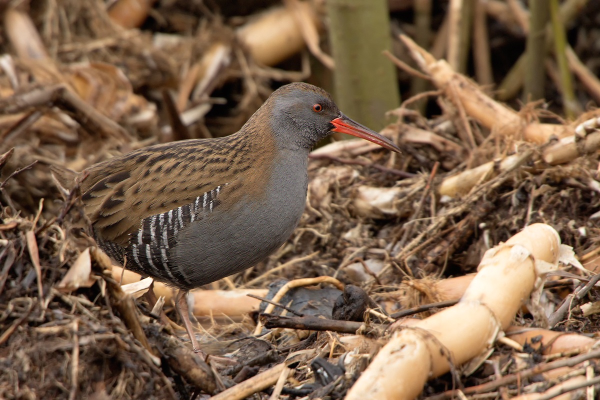 Water Rail (Rallus aquaticus)