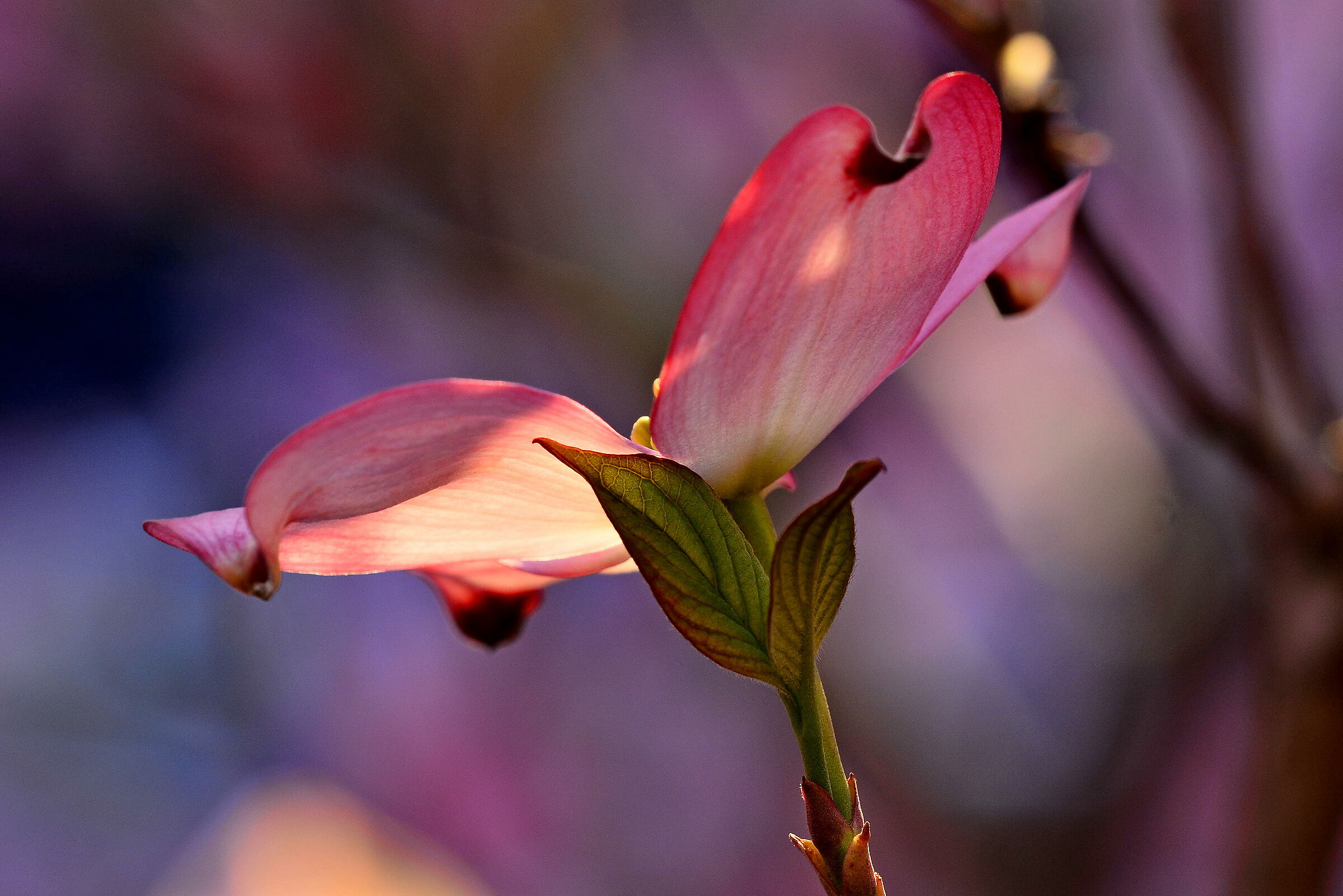 Untitled Photo
