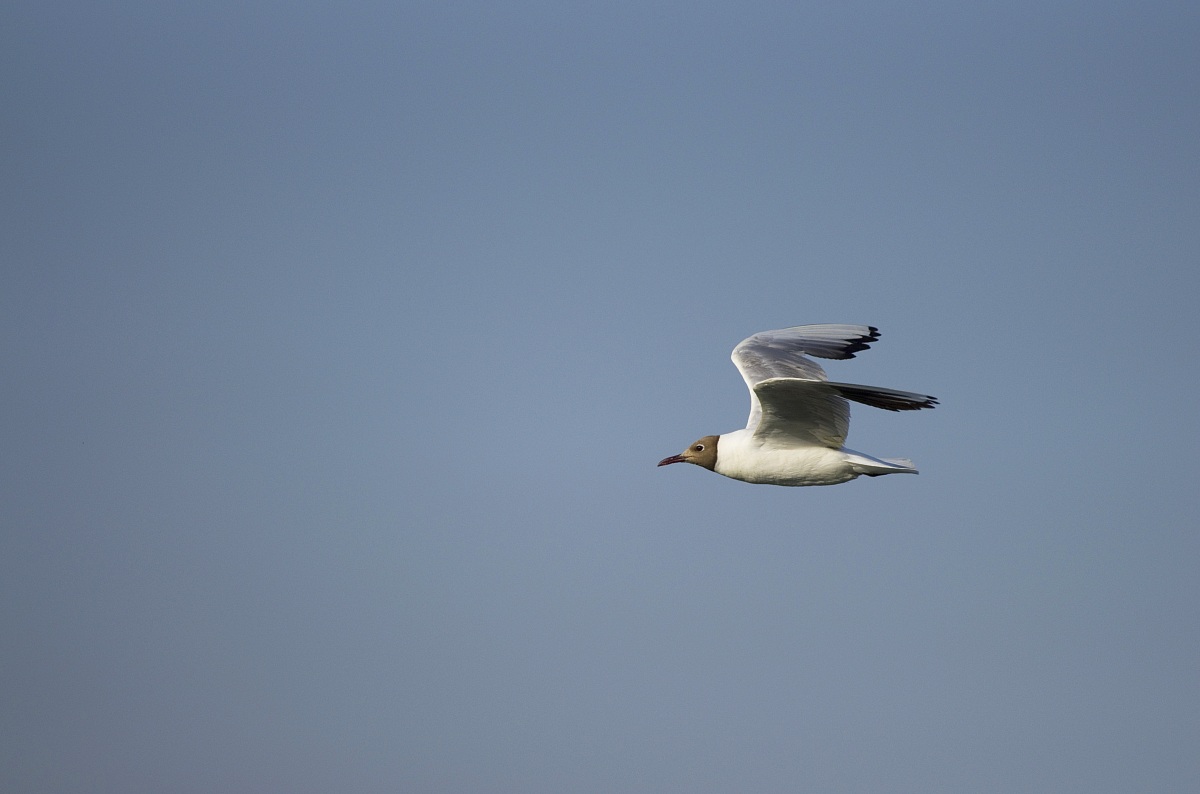 Black-headed Gull