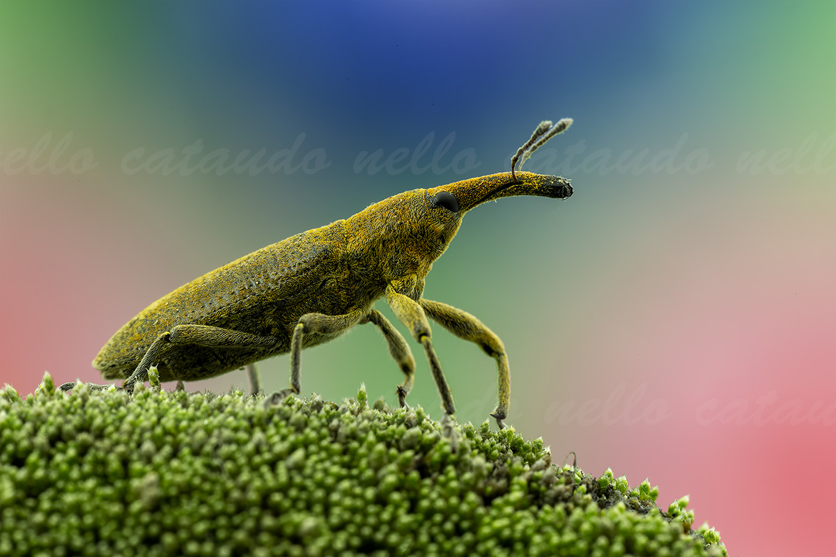 Punteruolo Polveroso