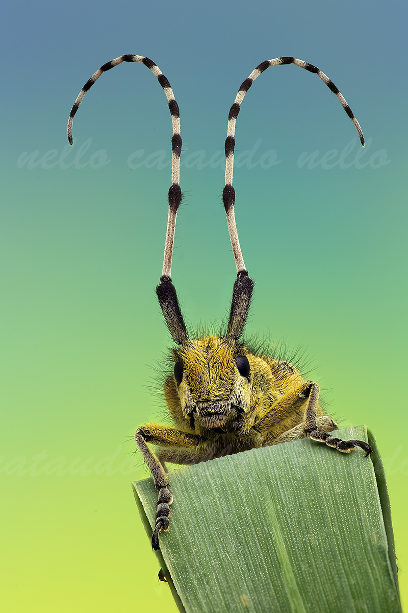 Cerambice (Agapanthia Sicula)