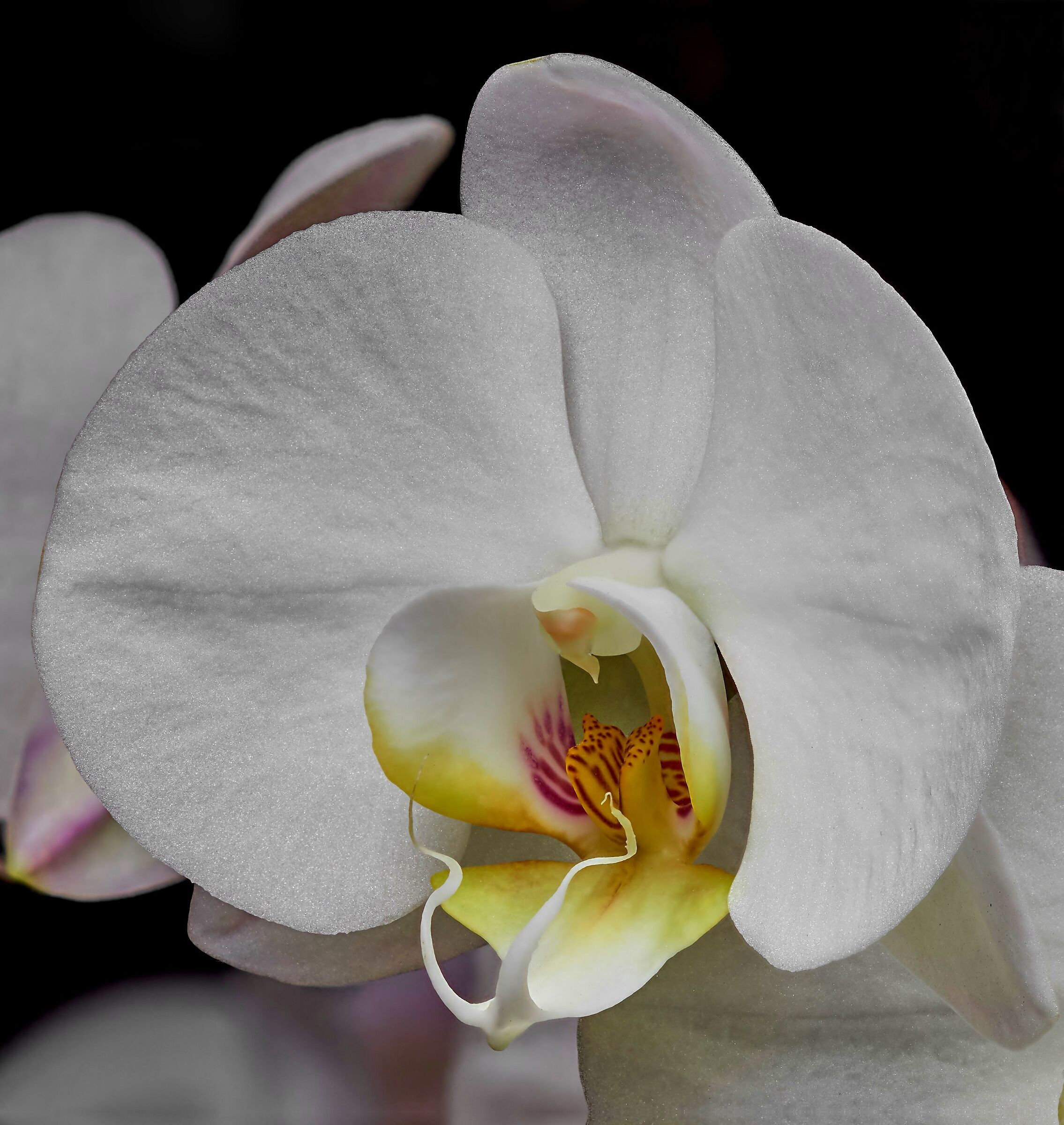 Prova in focus stacking