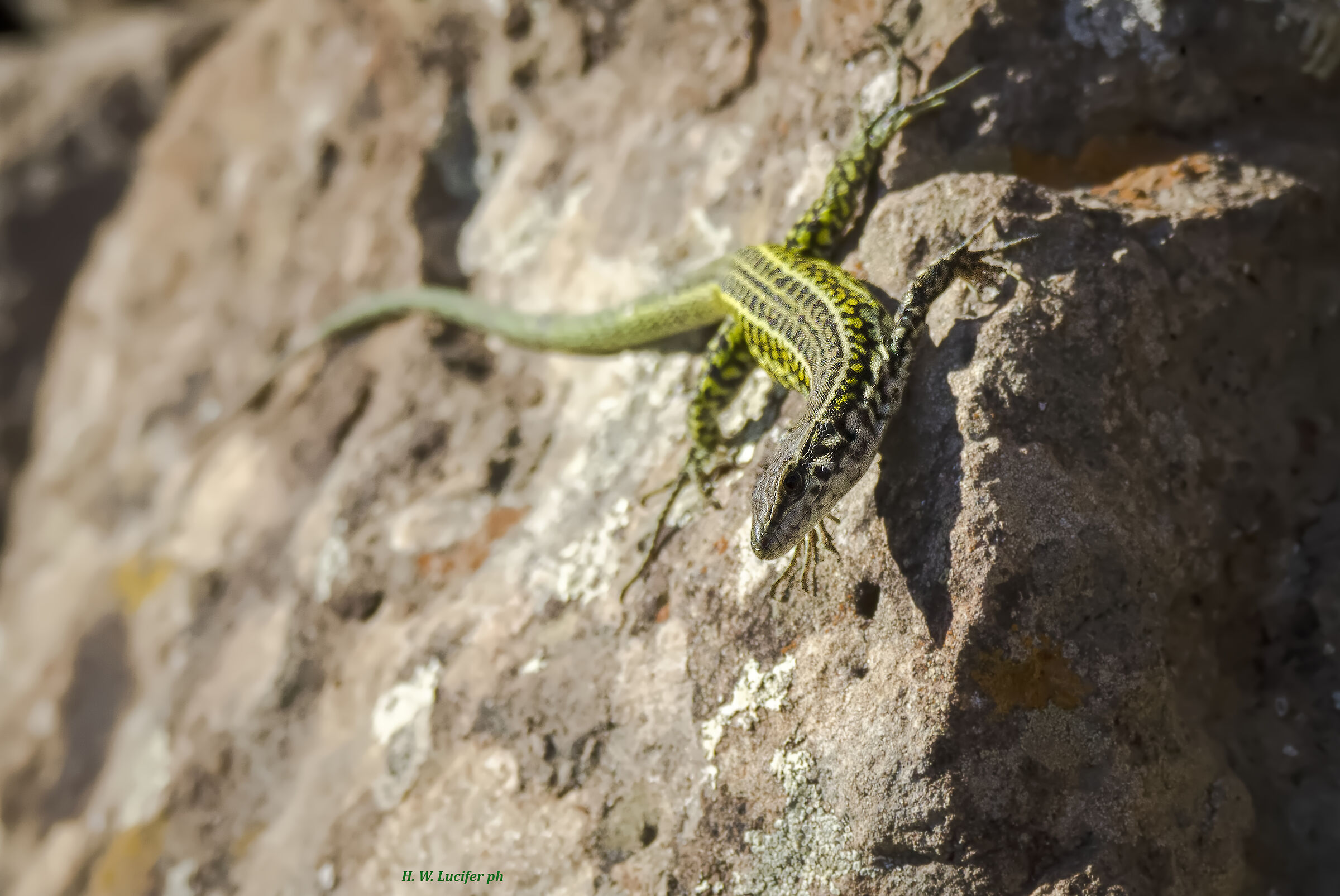 Lucertola campestre