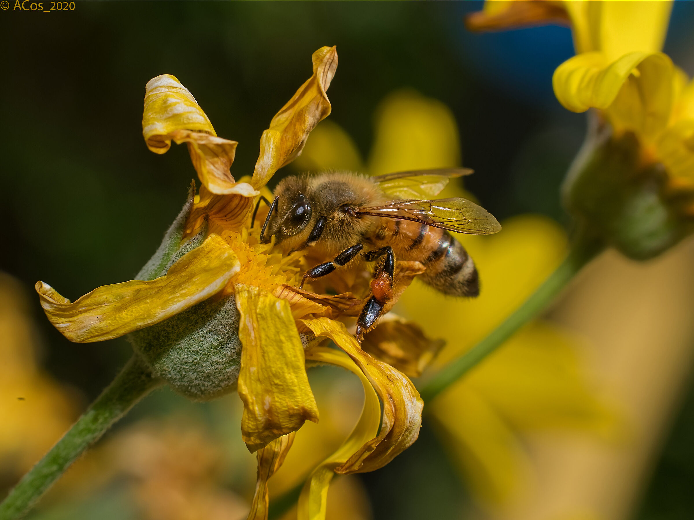 Ugly but good flowers