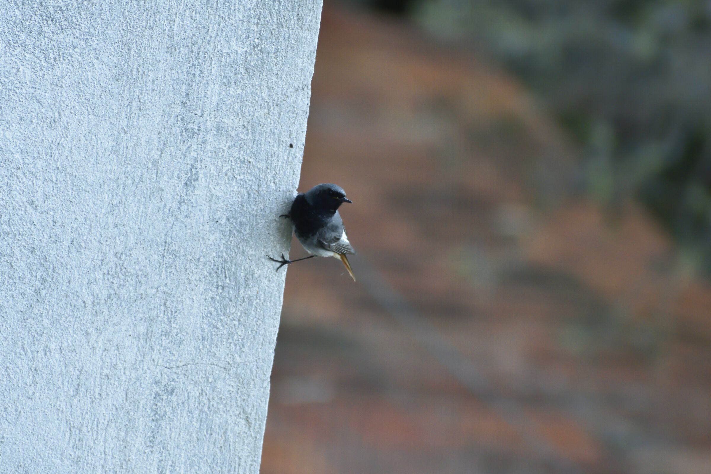 Abbarbicato sul muro