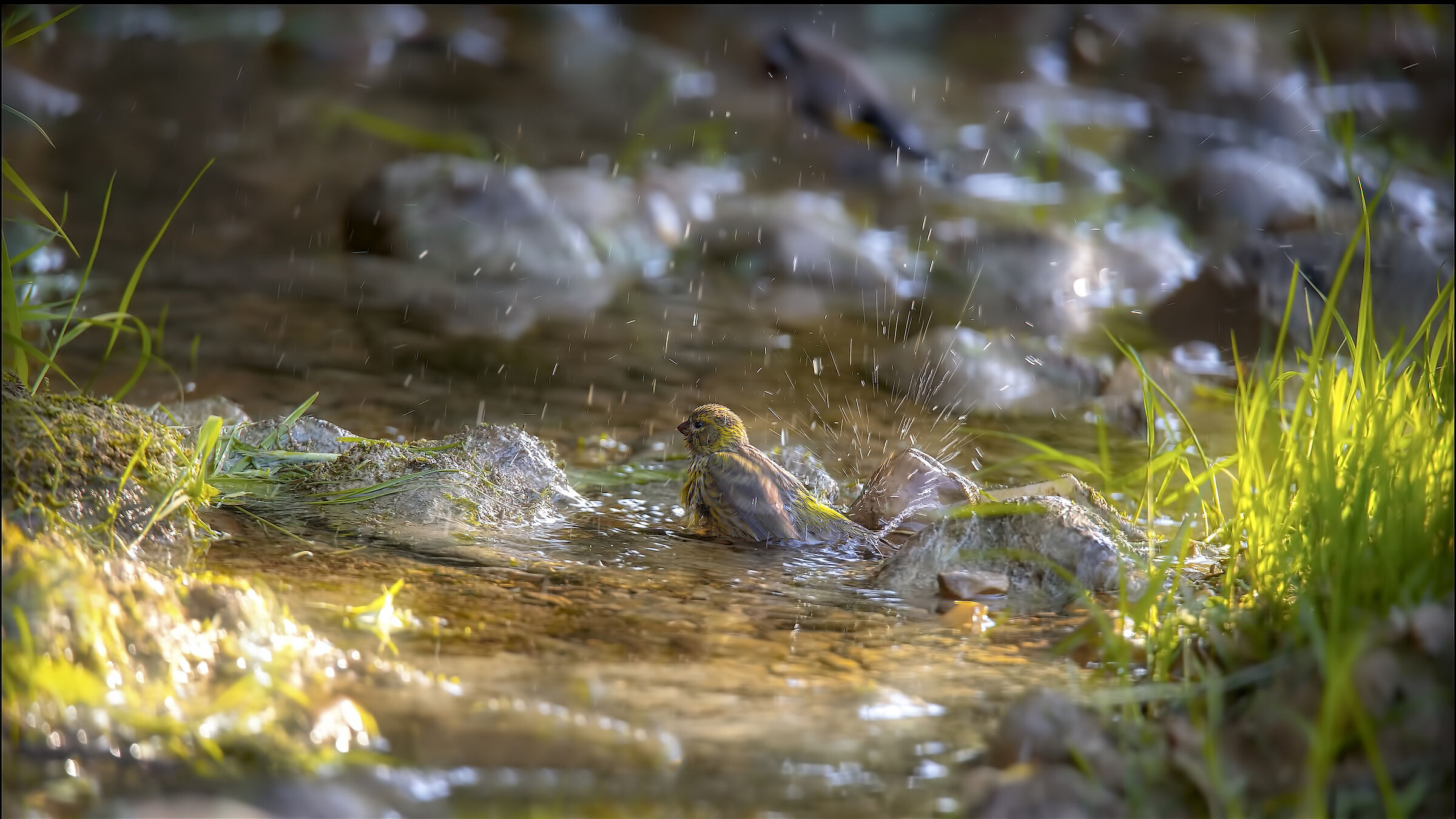 Verzellino's lady in the bathroom.