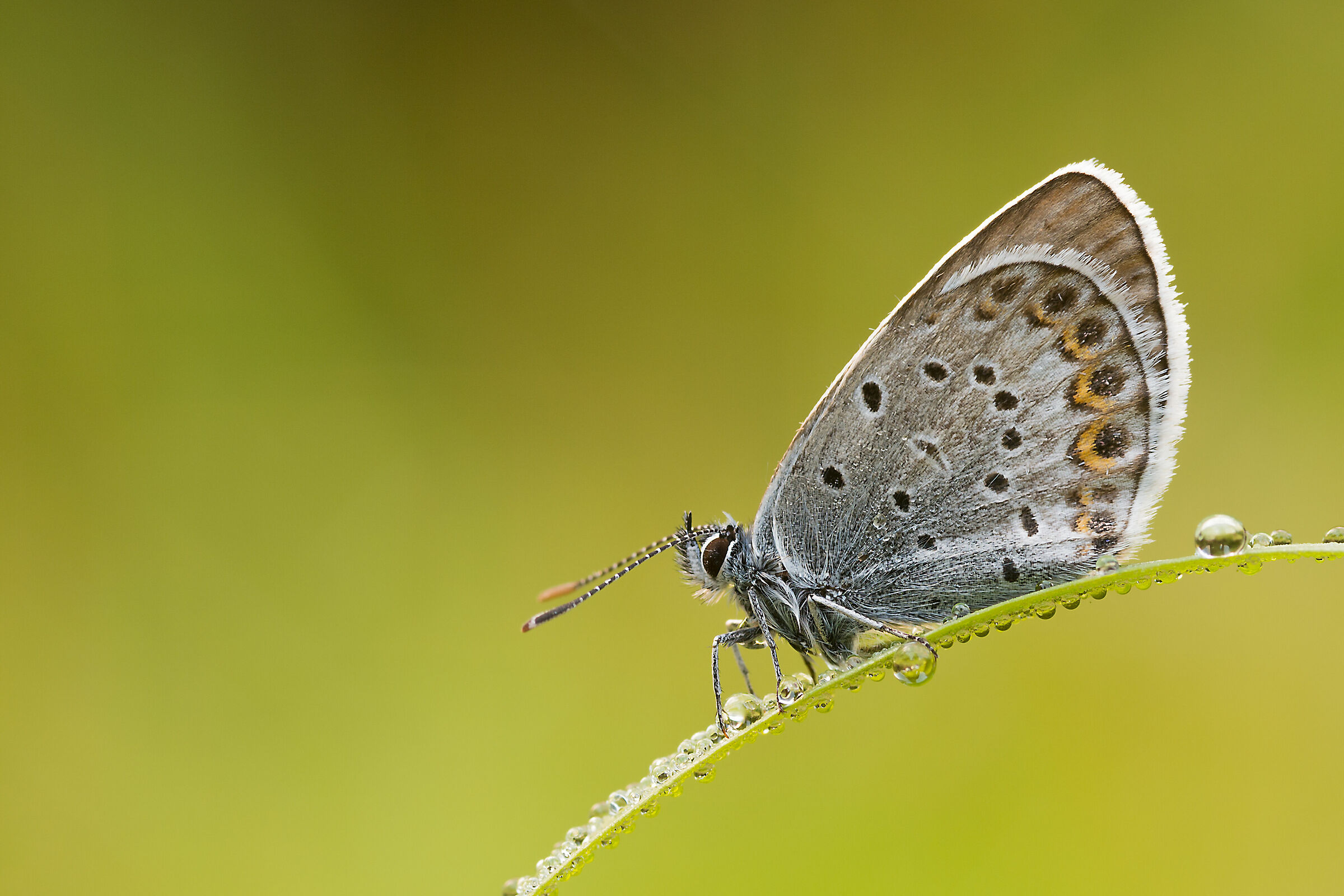 Polyommatus