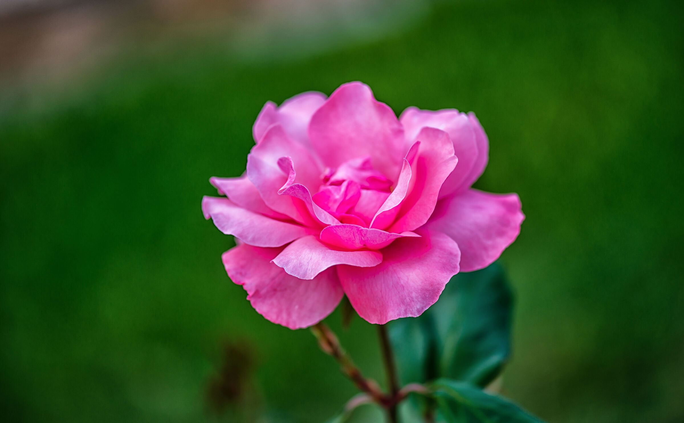 Pink Rose