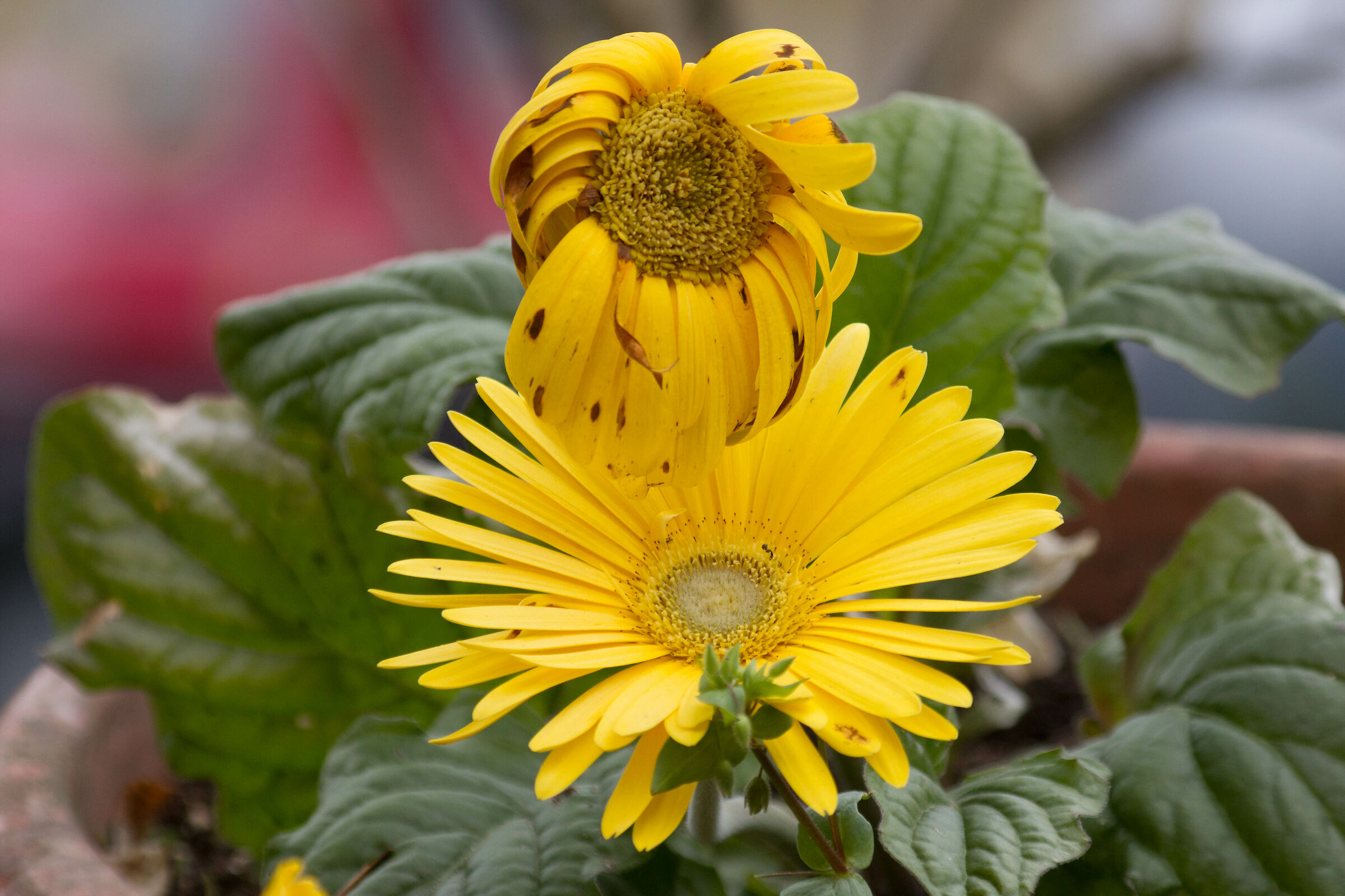 Anche i fiori dovranno mettere la mascherina