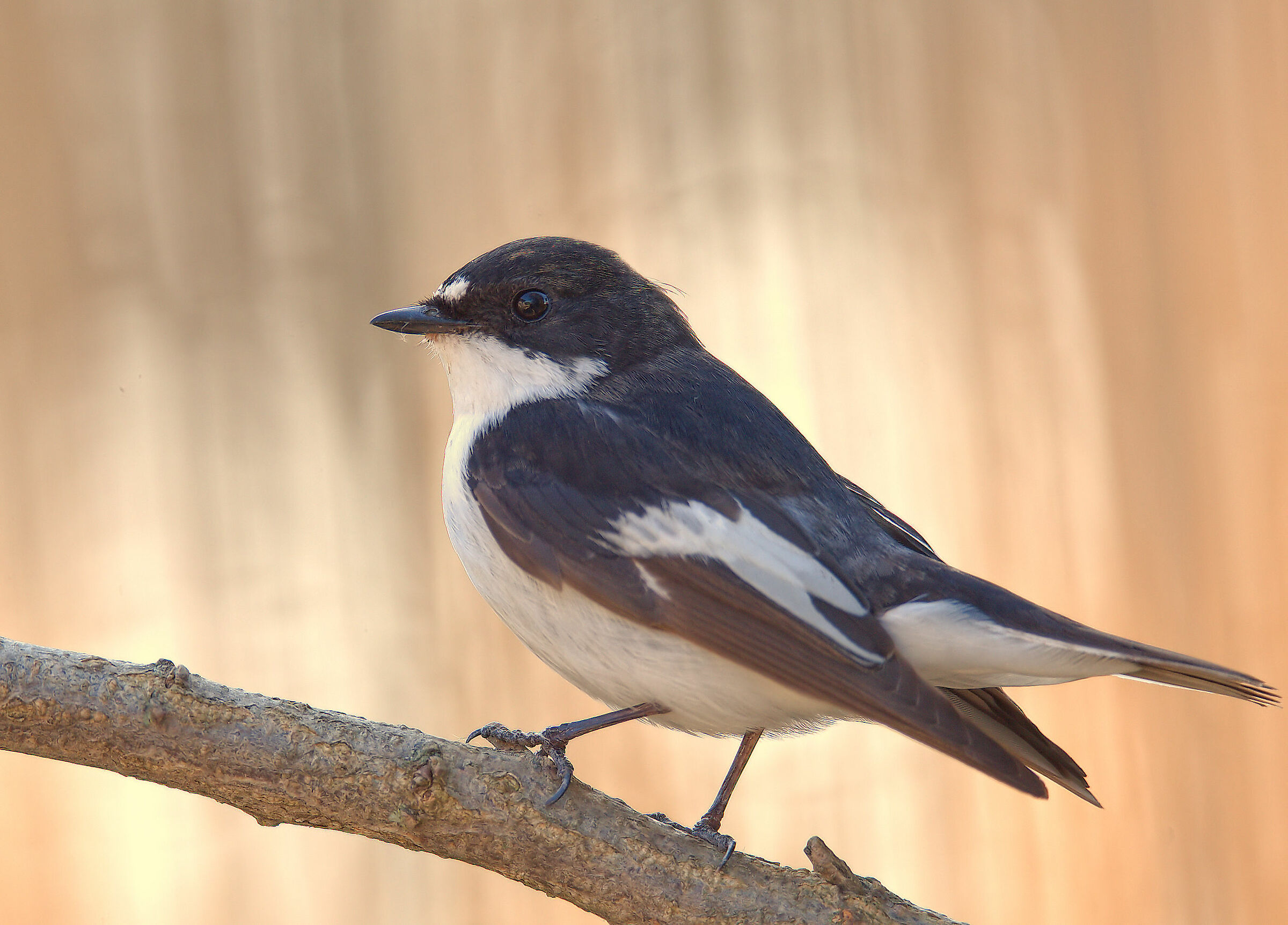 Black Robin Male