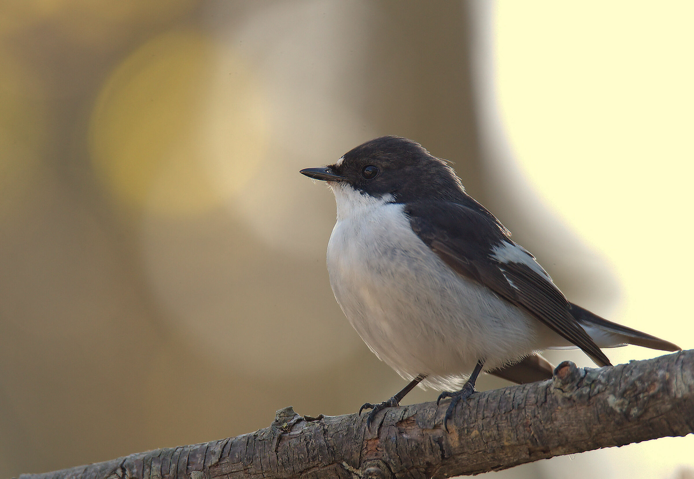 Black Robin Male