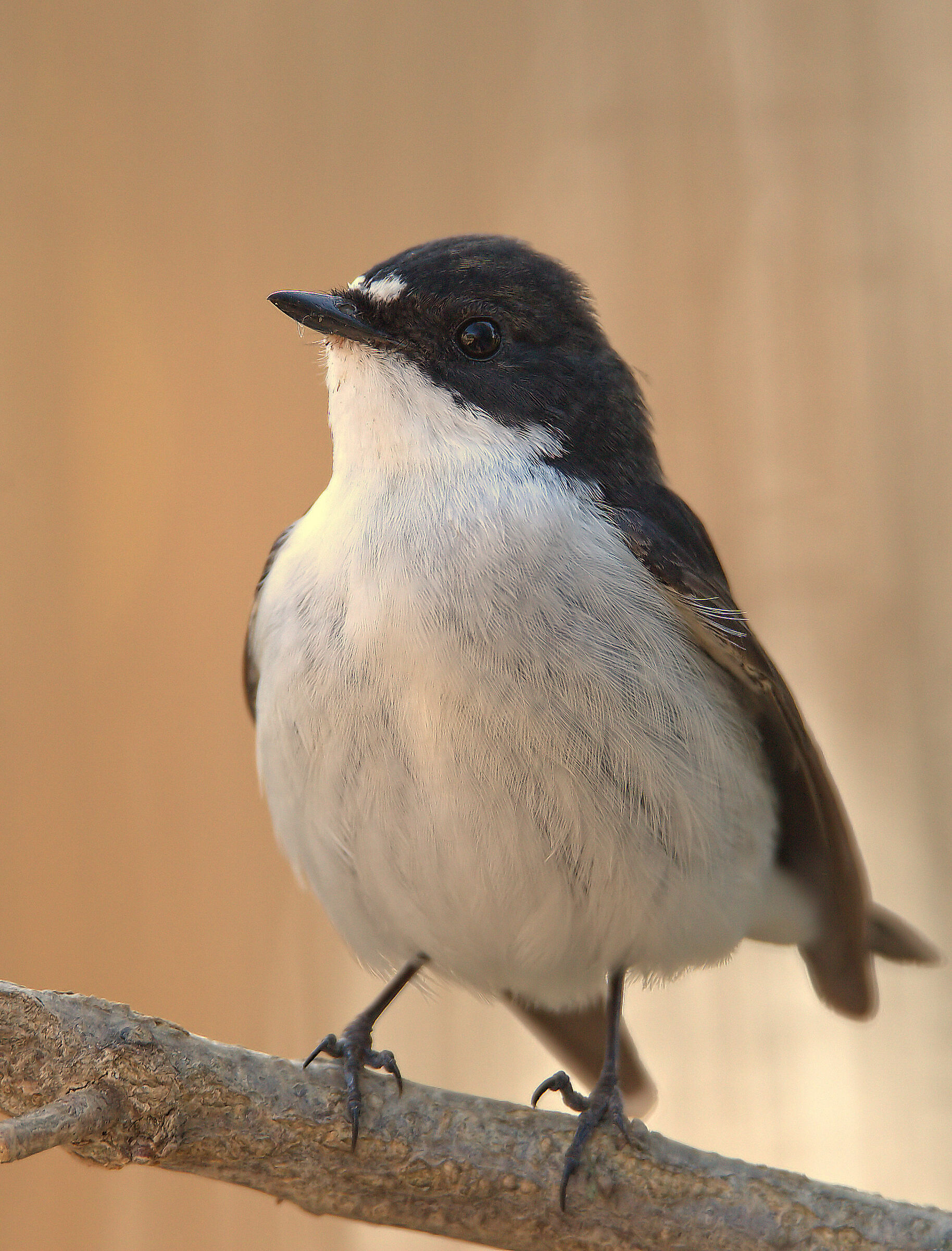 Black Robin Male