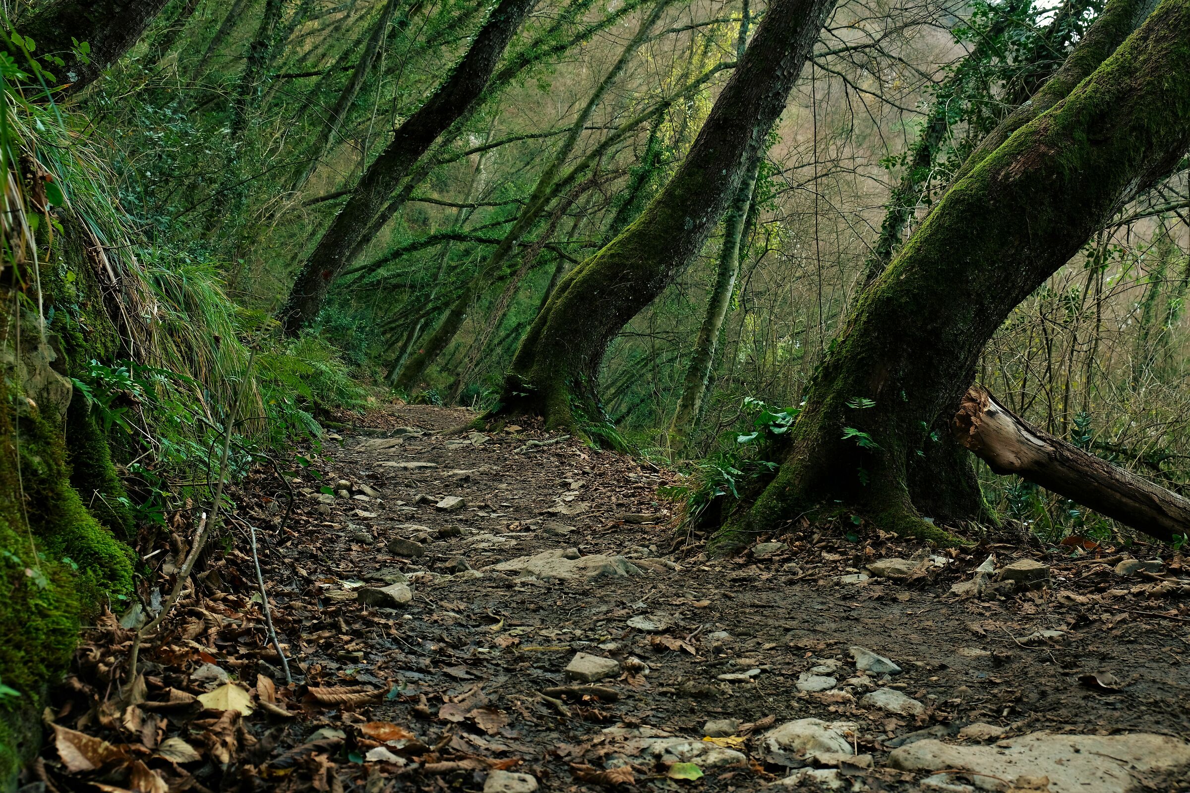 Sottobosco mattino, Sentiero "cerchio rosso"
