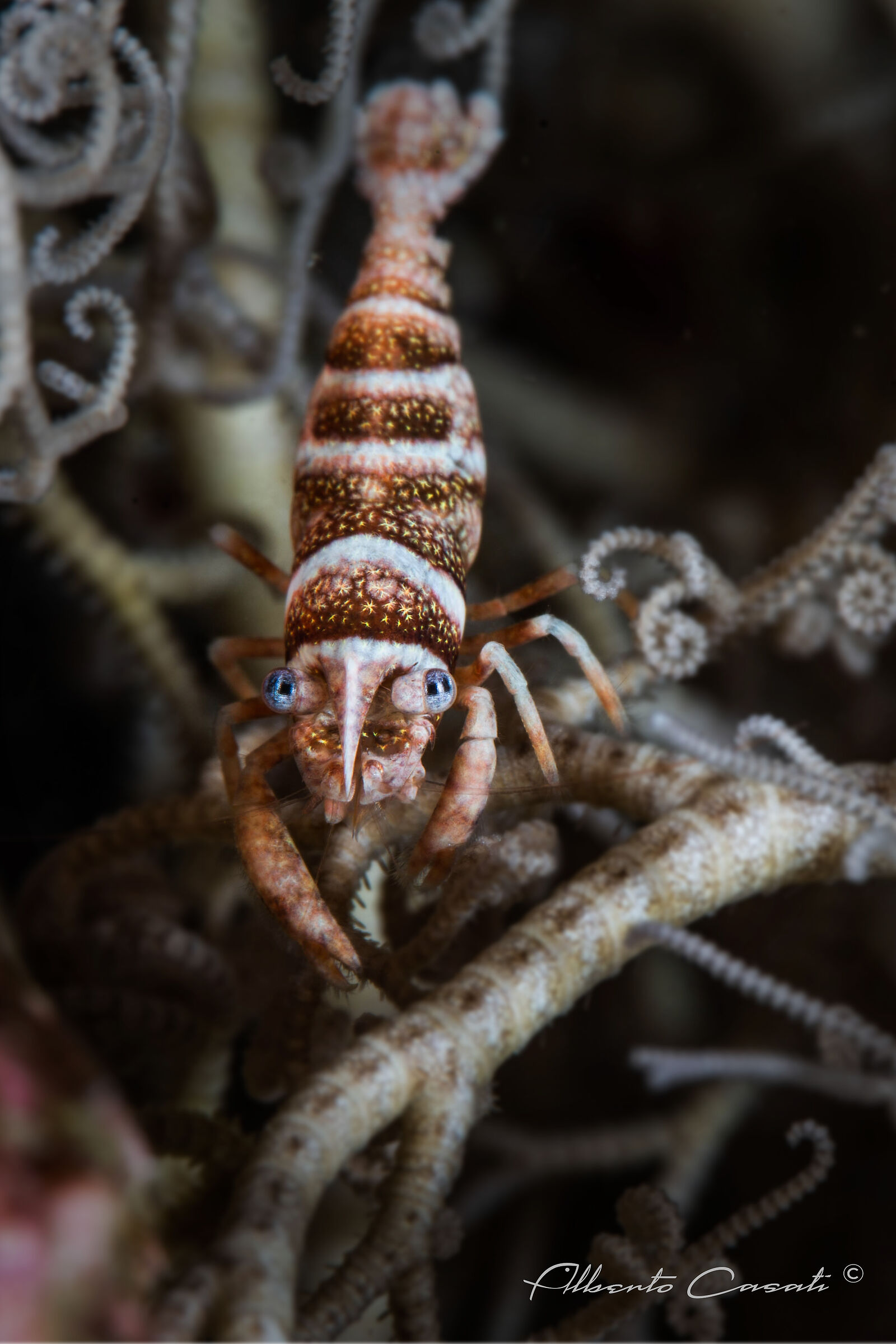 1922 Star Shrimp Kent Basketball