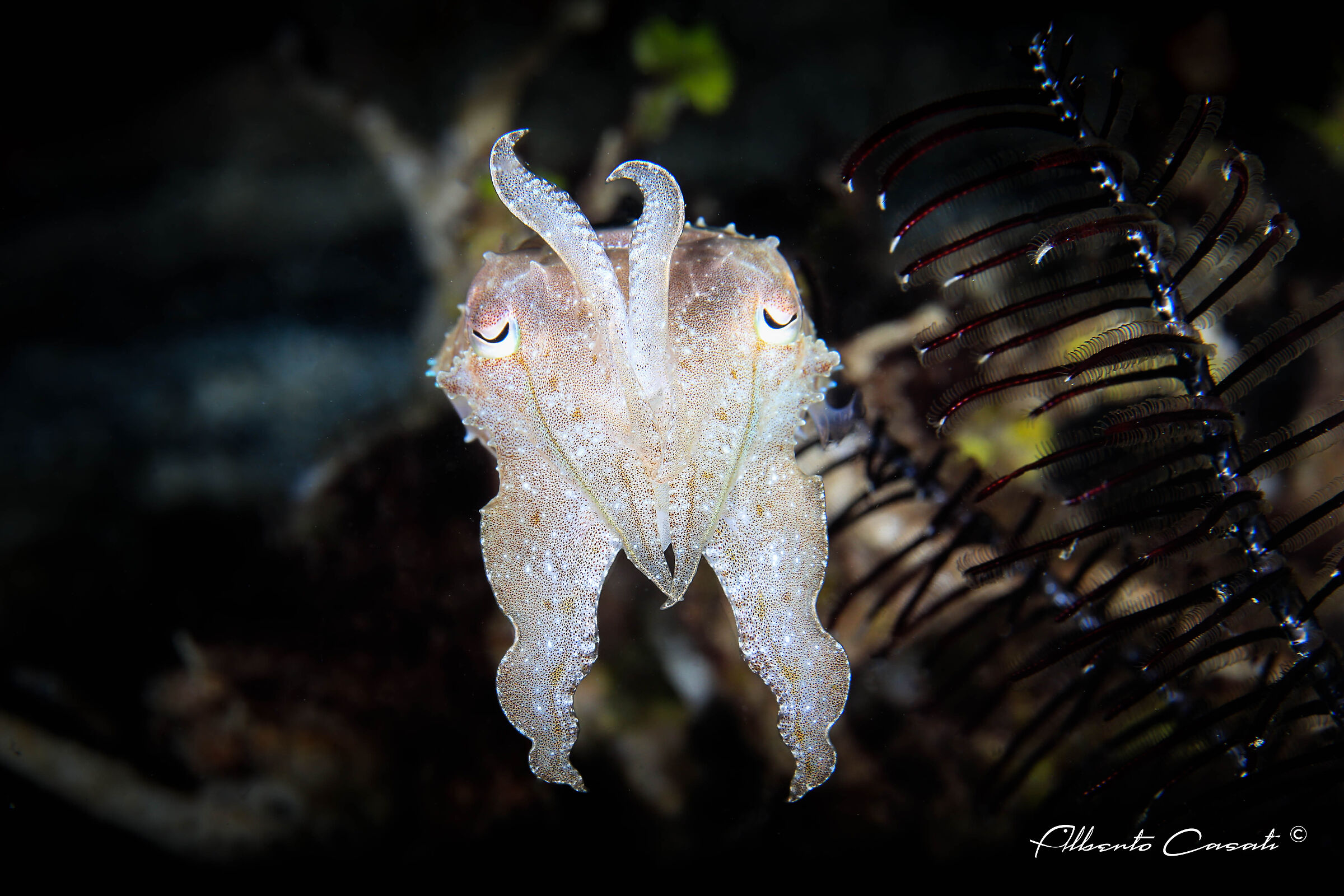 Broadclub Cuttlefish