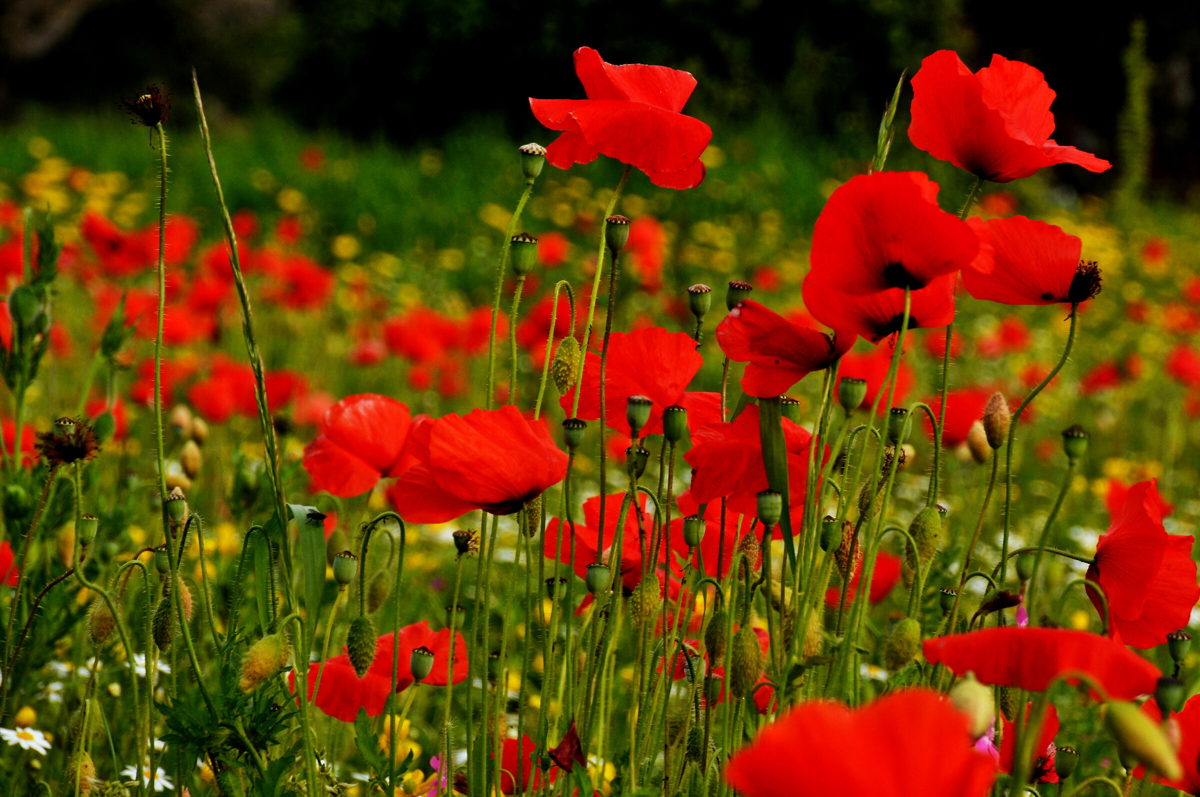 Poppies