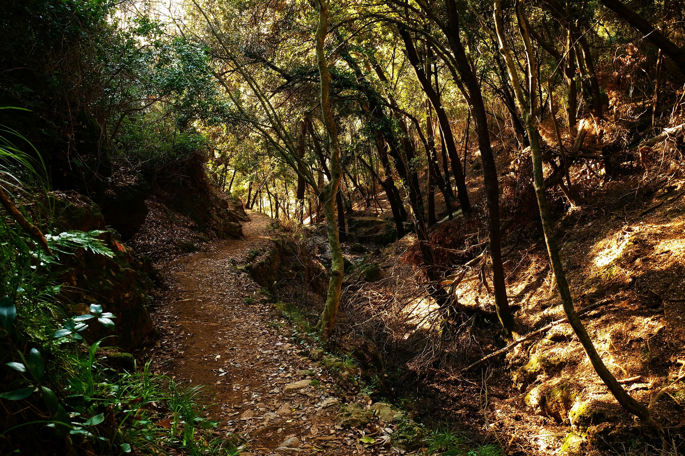 Sentiero e sottobosco
