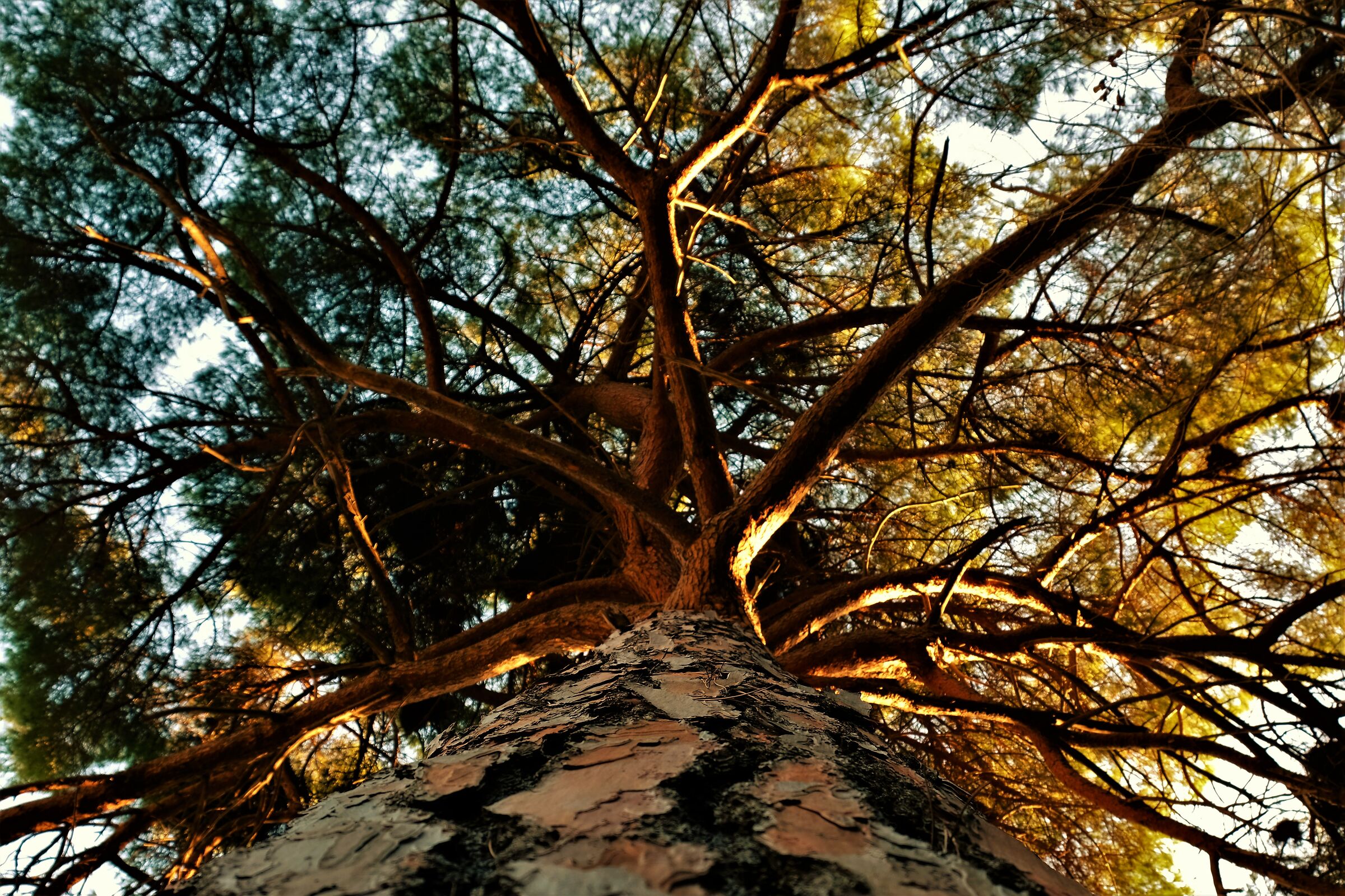 Sviluppo pino marittimo