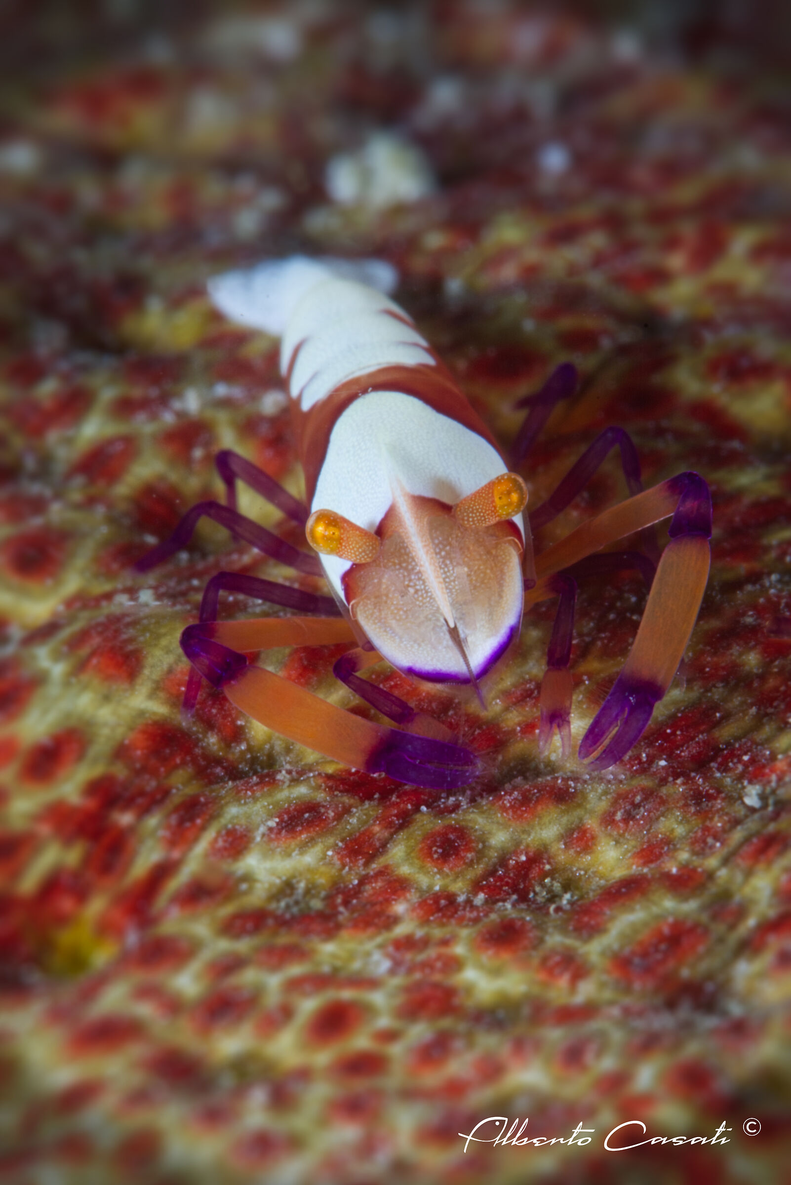 Emperor Shrimp, New100