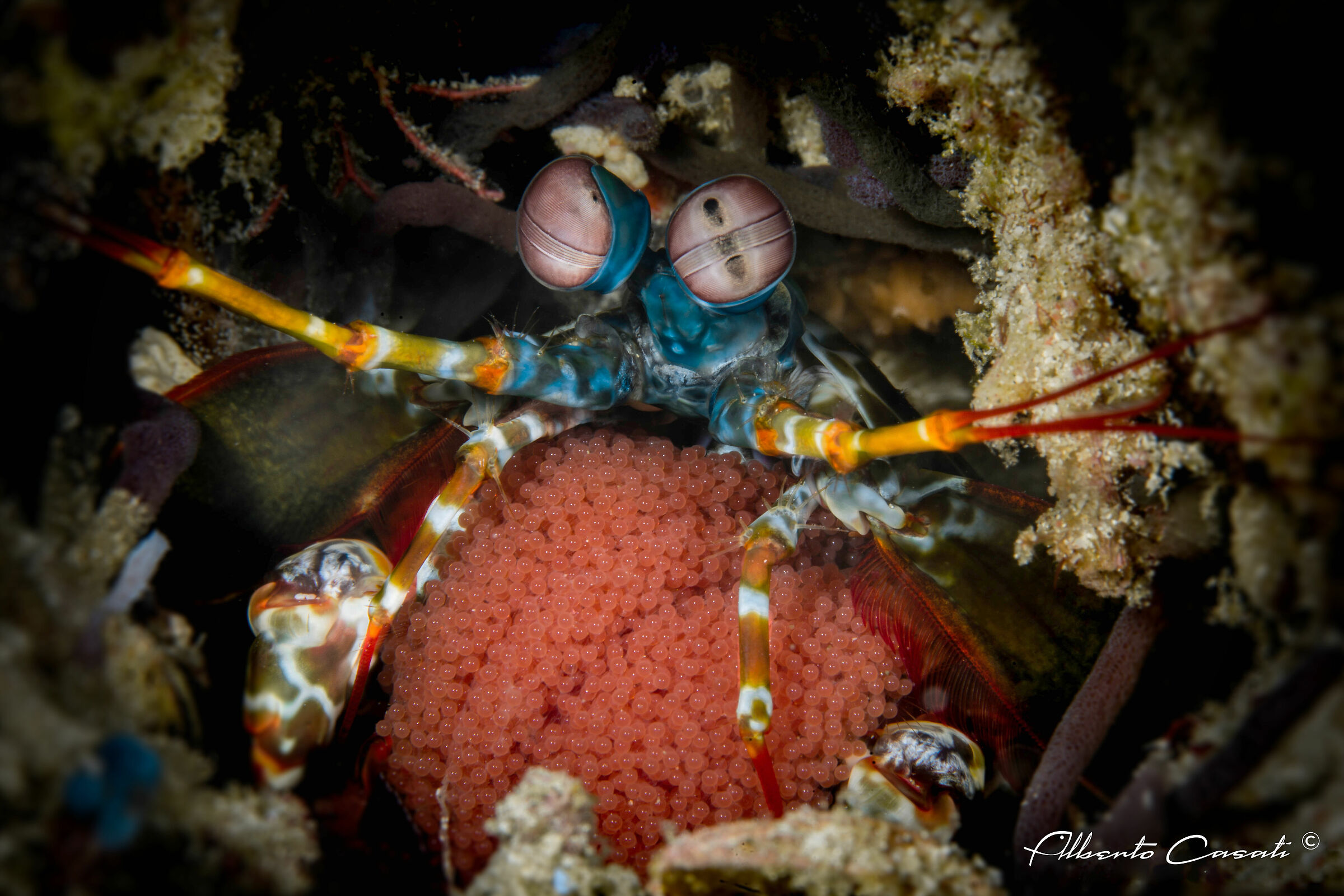 Peacock Mantis Shrimp