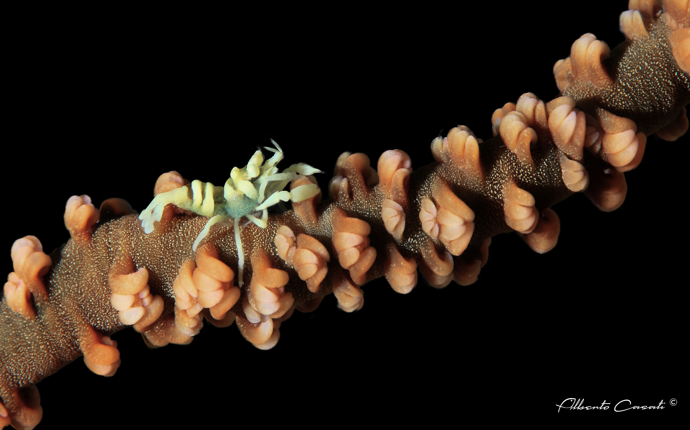 Zanzibar Whip Coral Shrimp