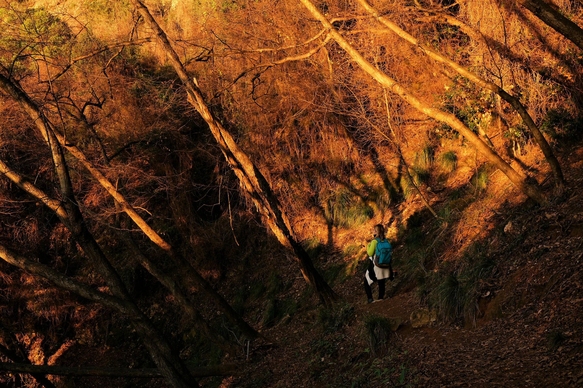 Sottobosco, rientro a San Rocco di Camogli