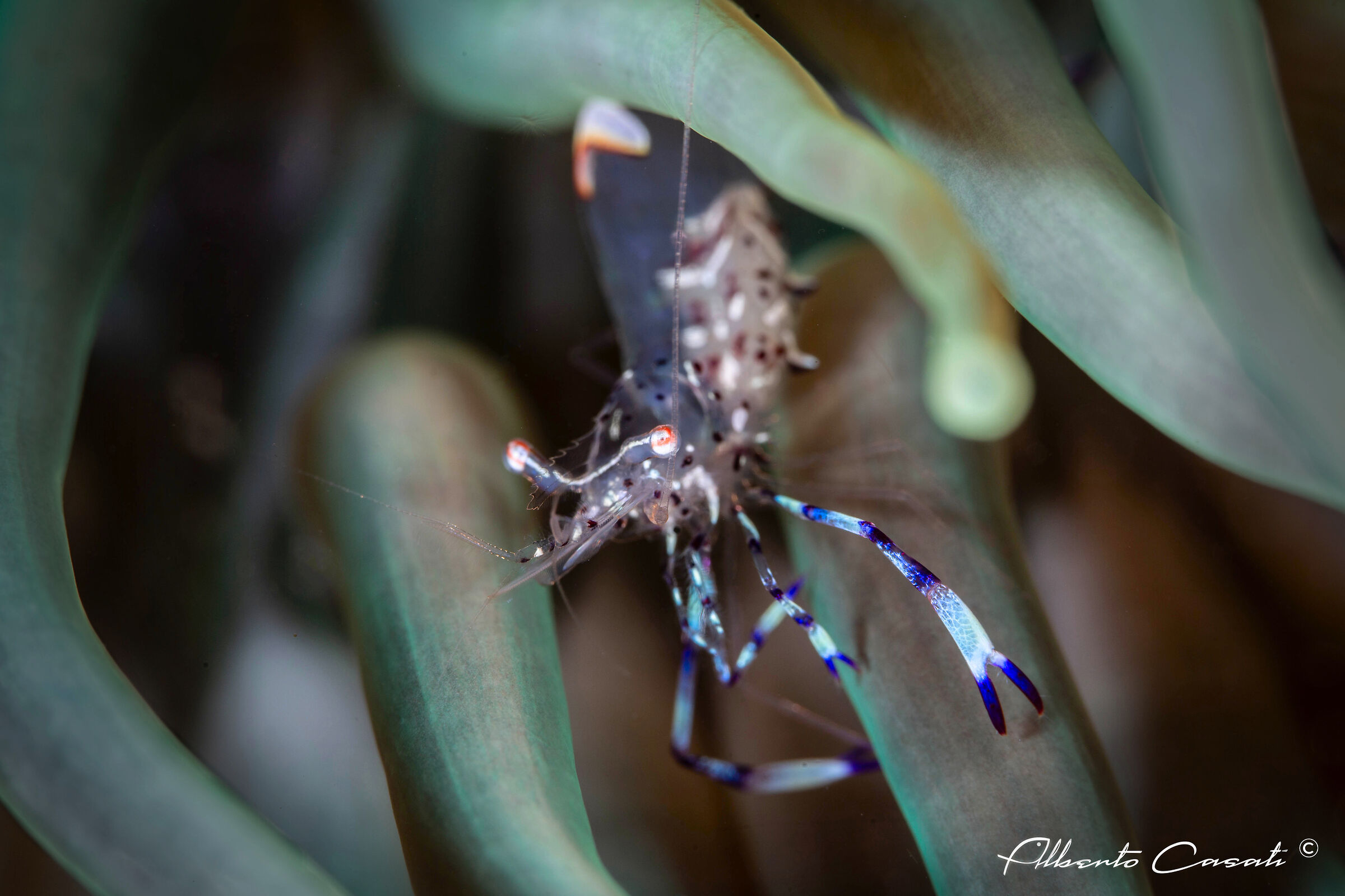 Sarasvati Anemone Shrimp