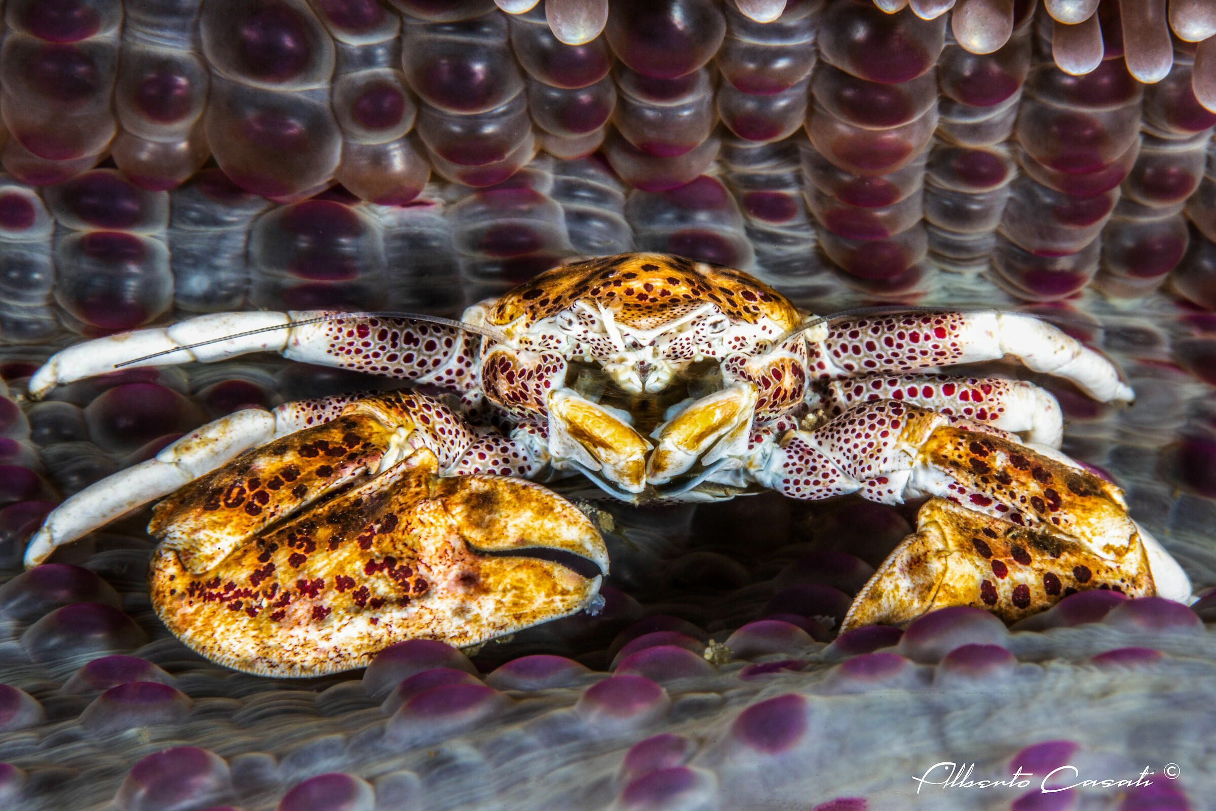 Spotted Porcelain Crab
