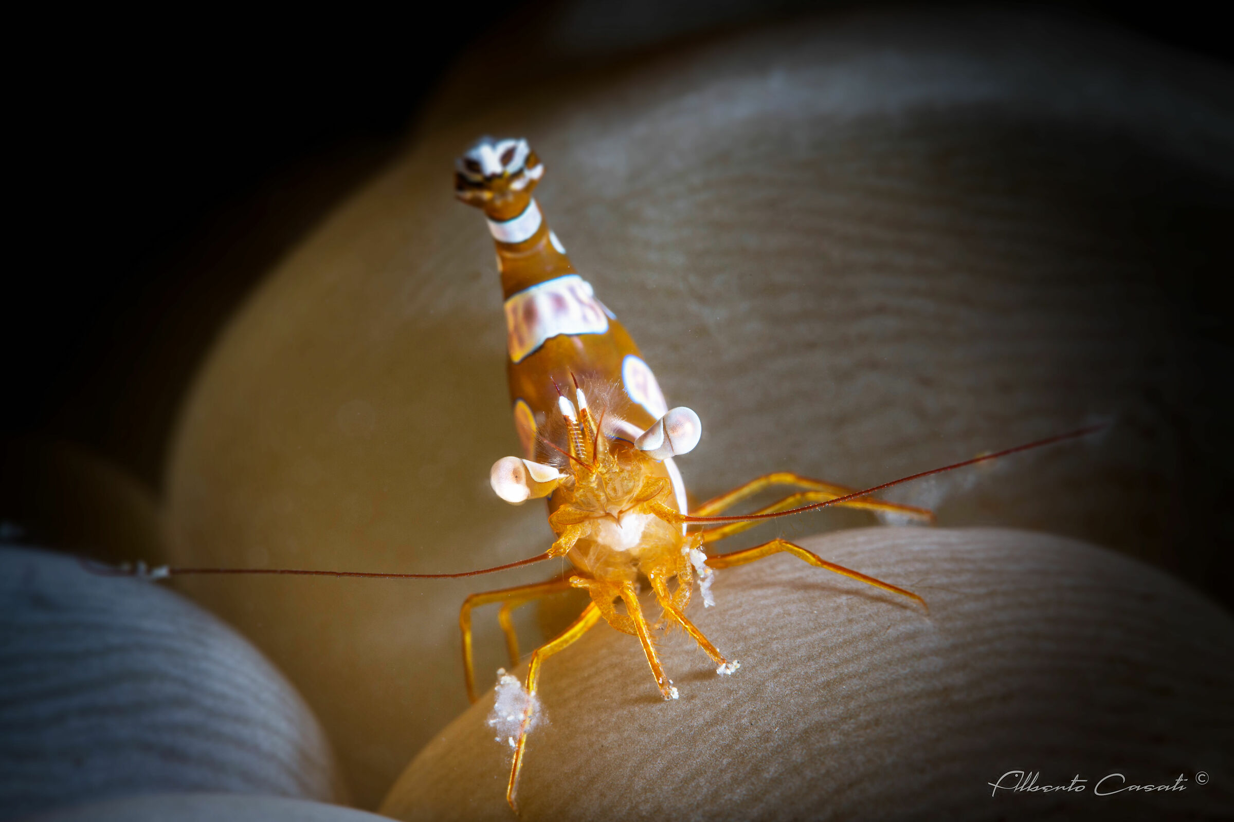 Squad Anemone Shrimp