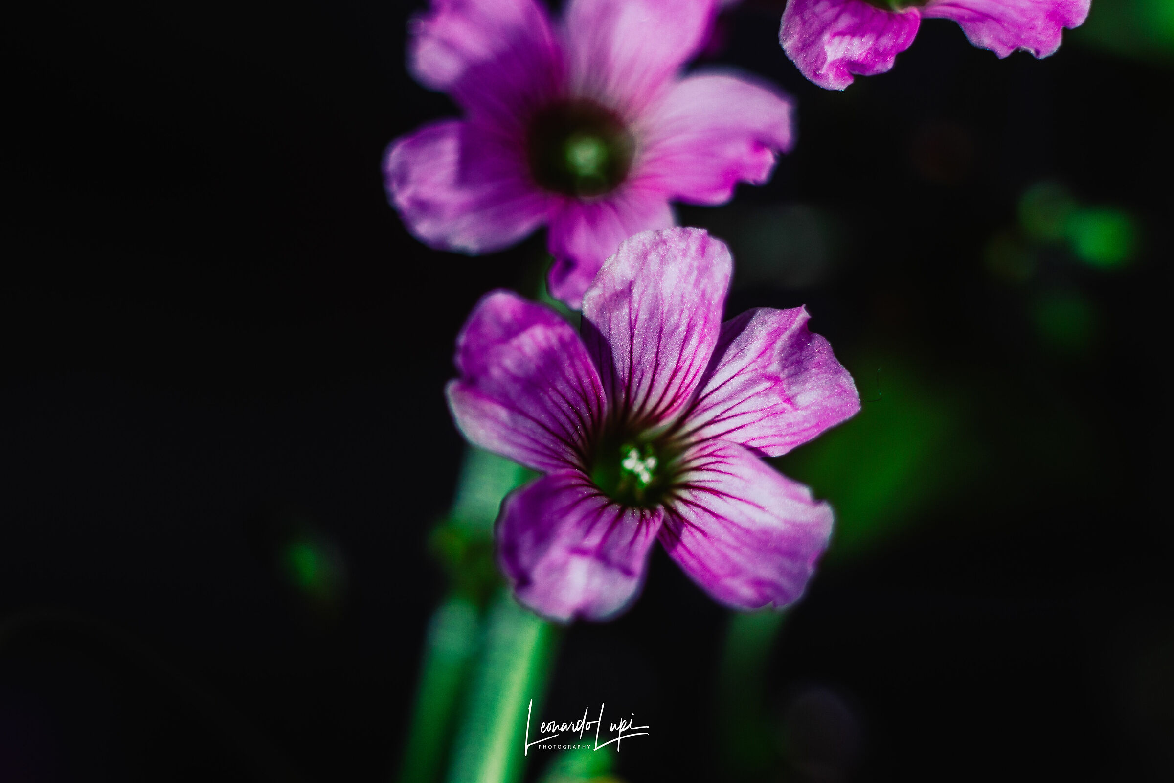 Early spring