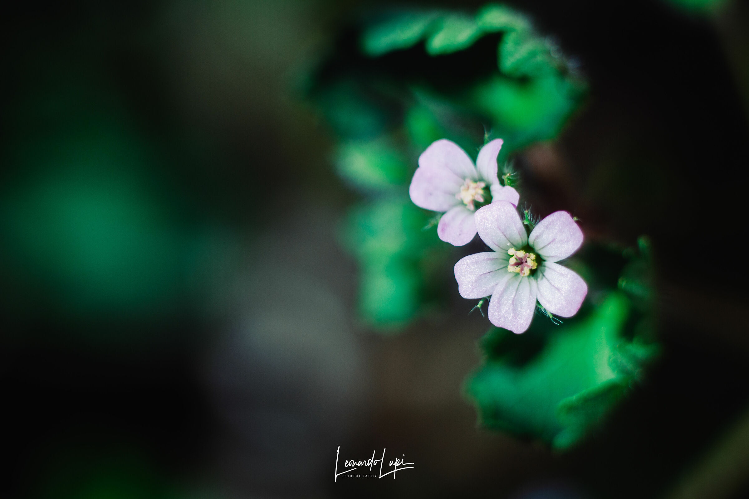 Inizio della primavera