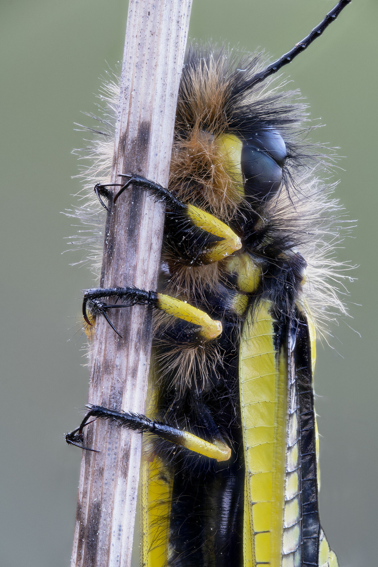 Libelloides coccajus