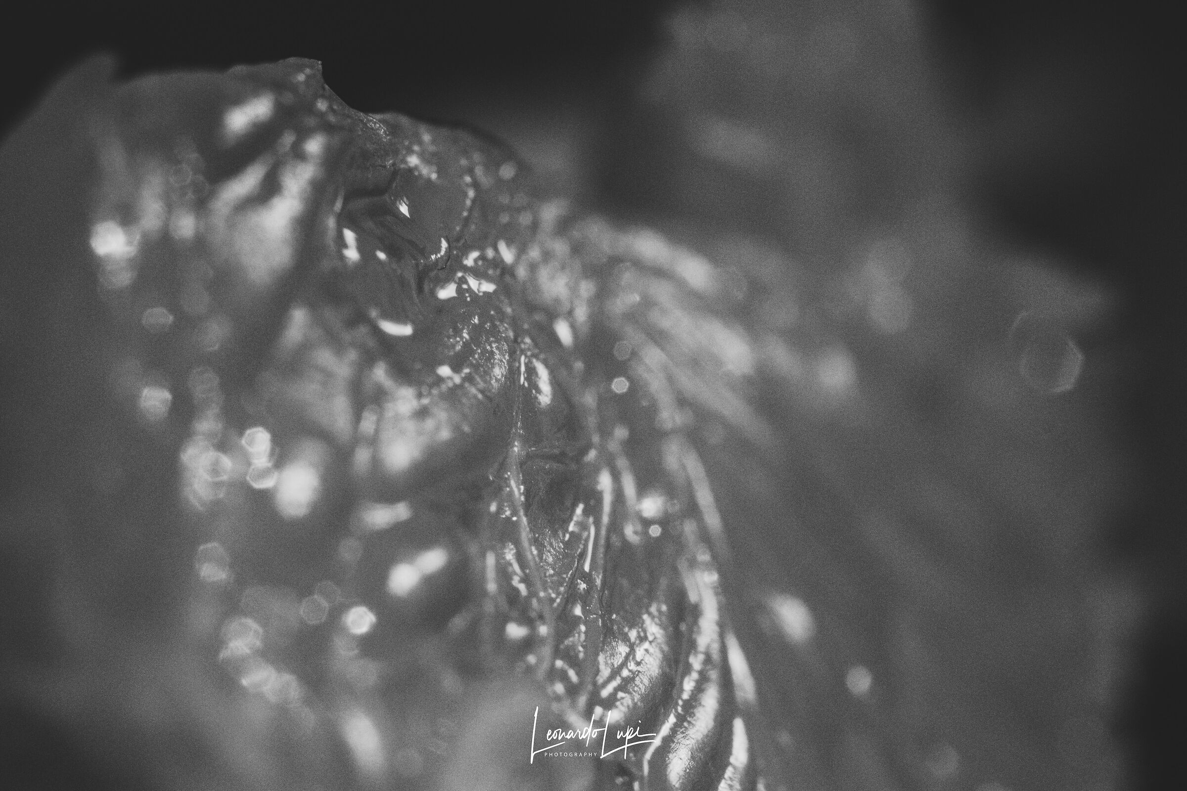 Spicchio di mandarino