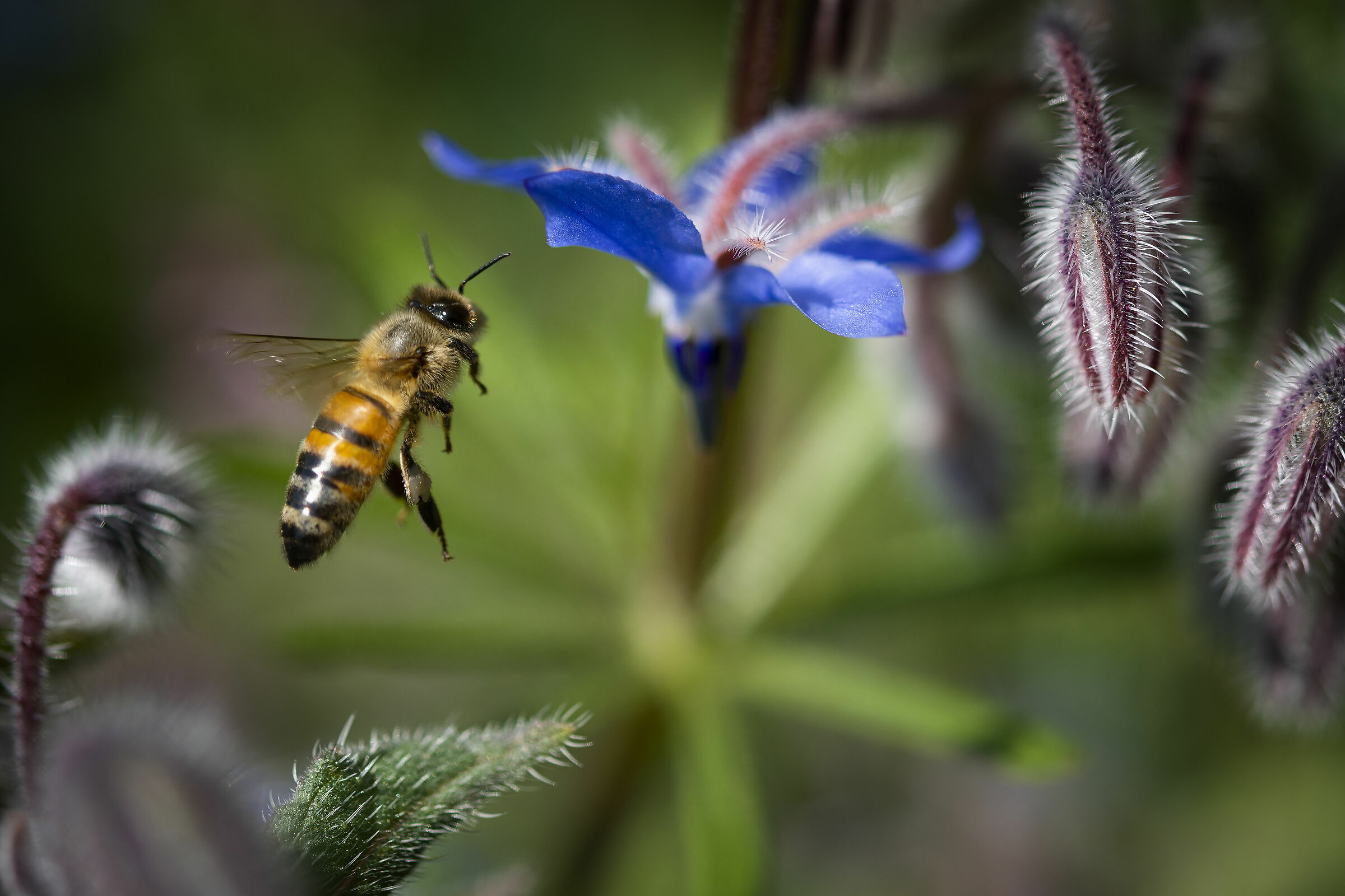 apetta quantomai intraprendente