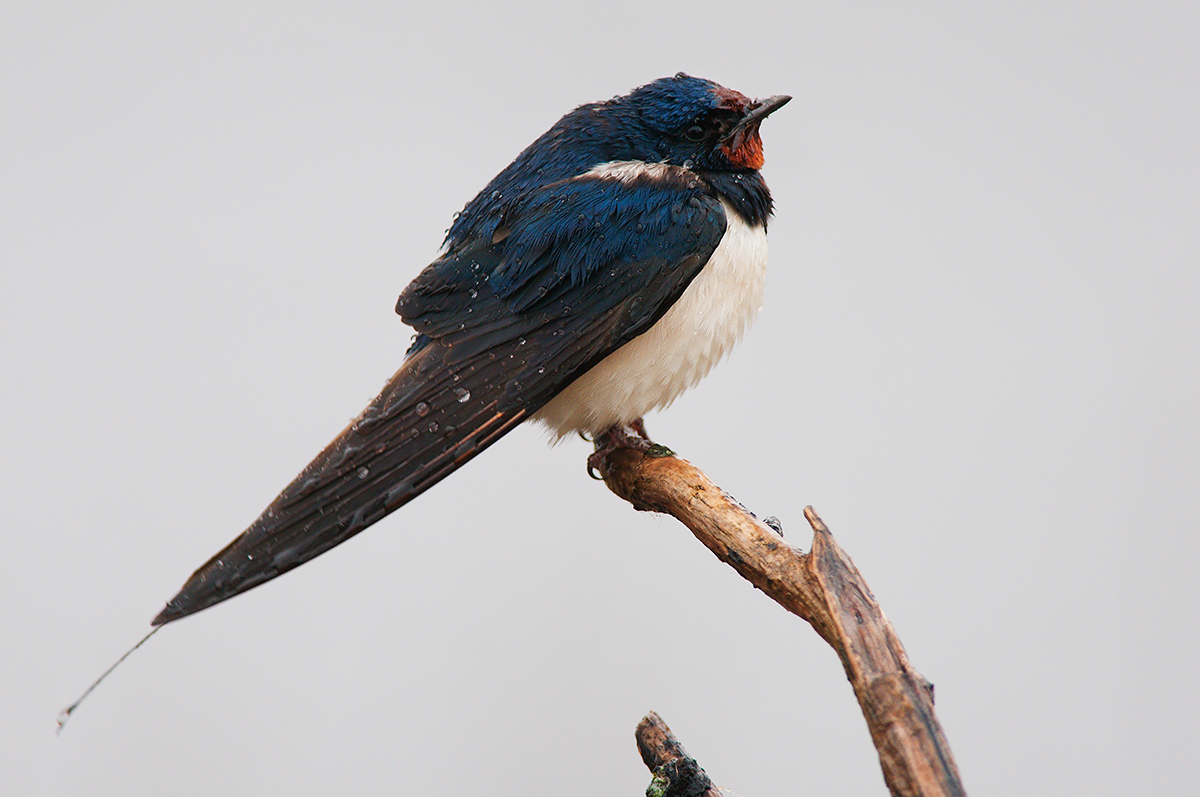 Rondine - in attesa che spiova