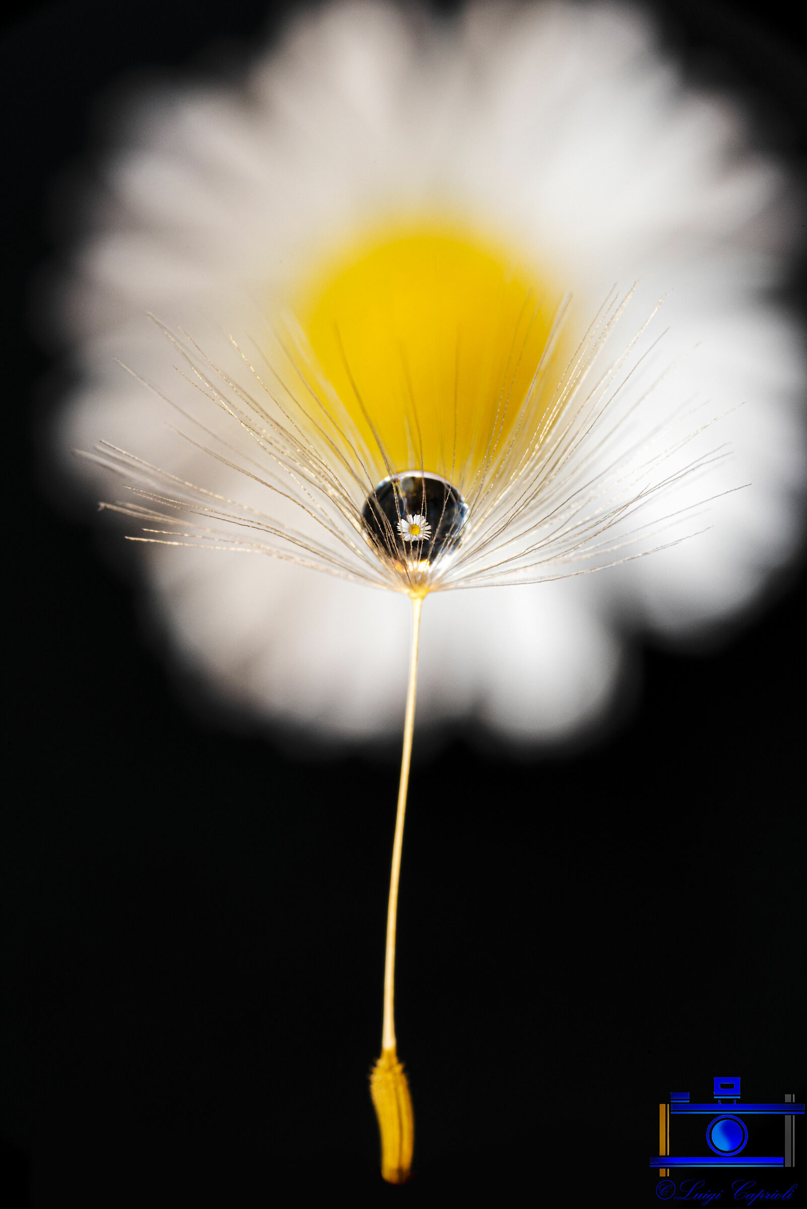 The bellows and the daisy