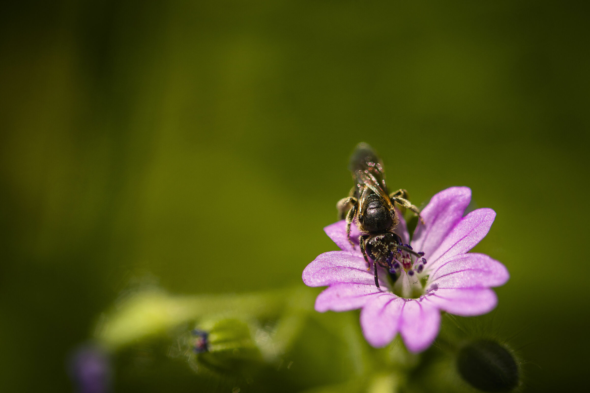 Piccoli, laboriosi e instancabili