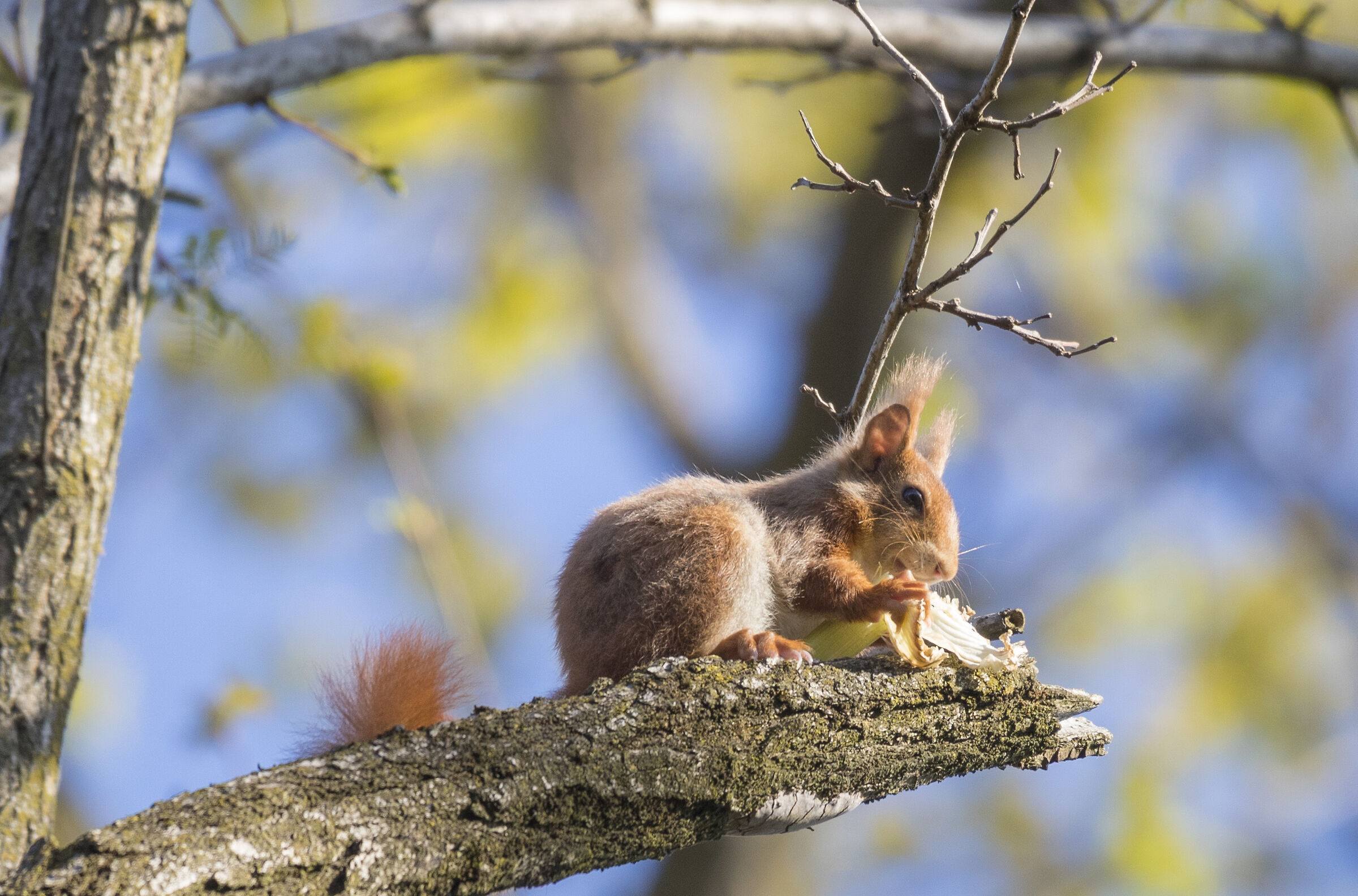 Red Squirrel