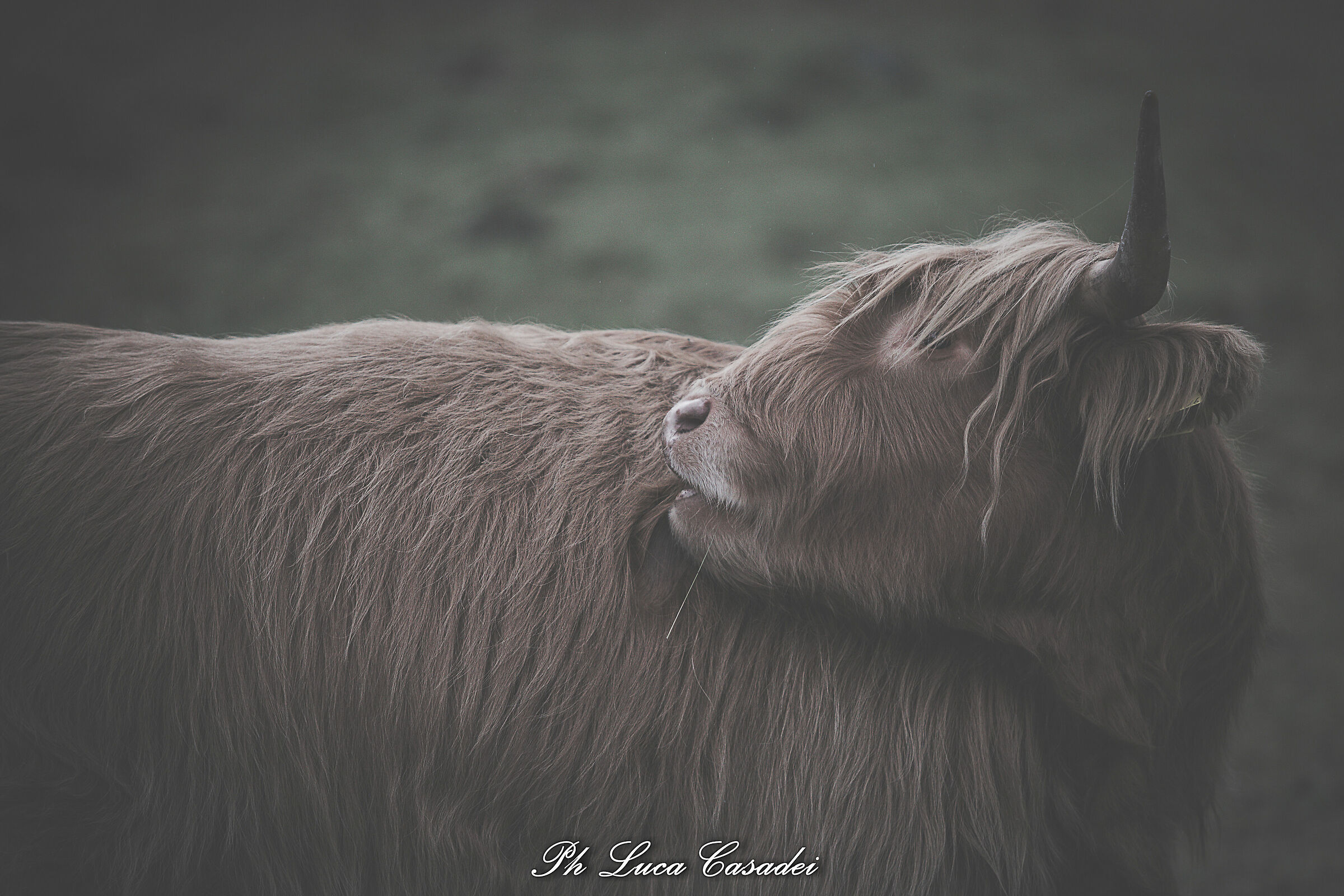 Higlander, New1005, New