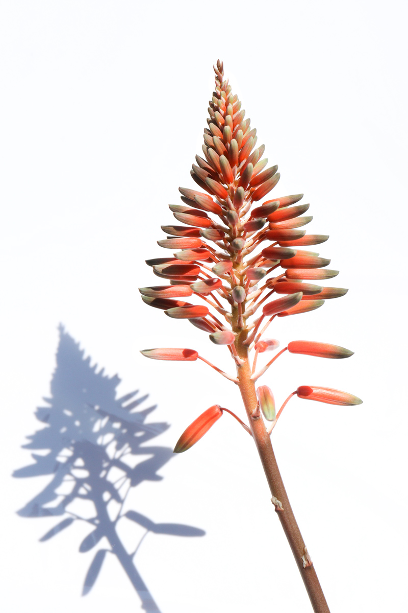 Aloe Flower