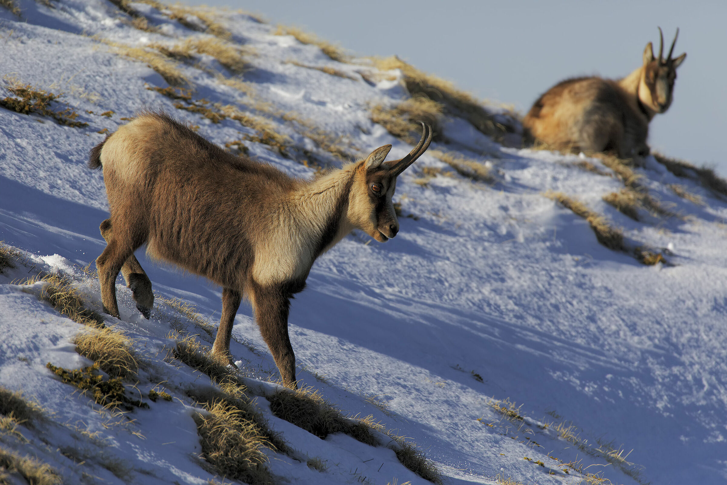 Camoscio appenninico