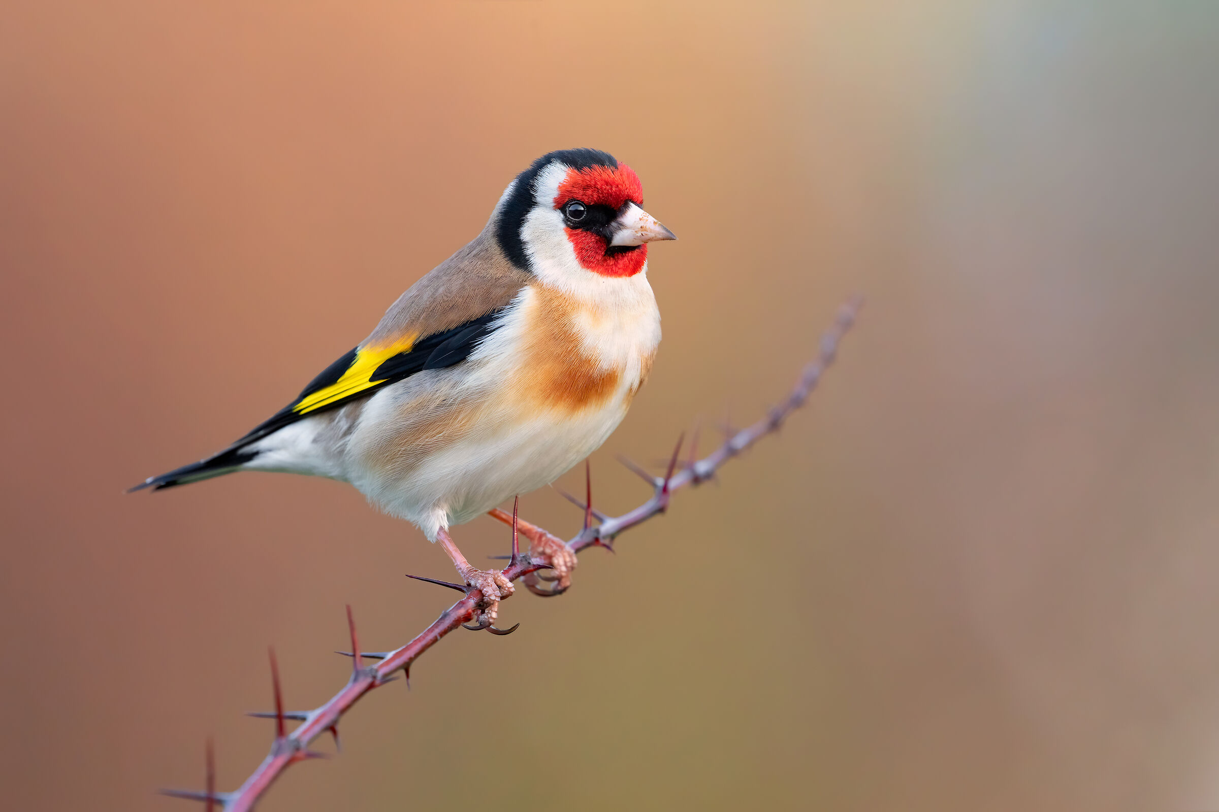 Goldfinch
