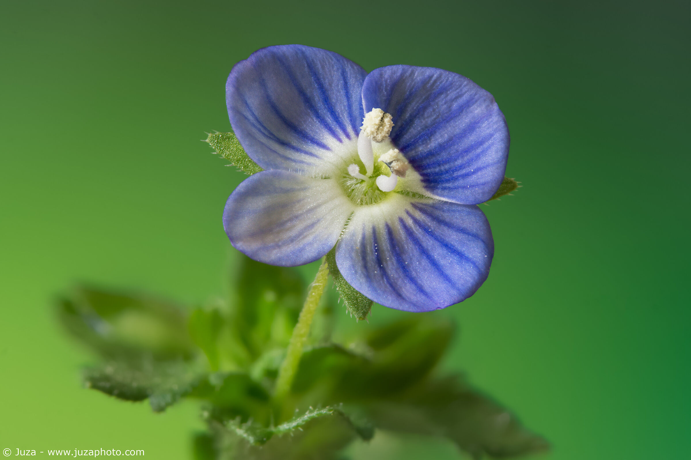 Veronica persica
