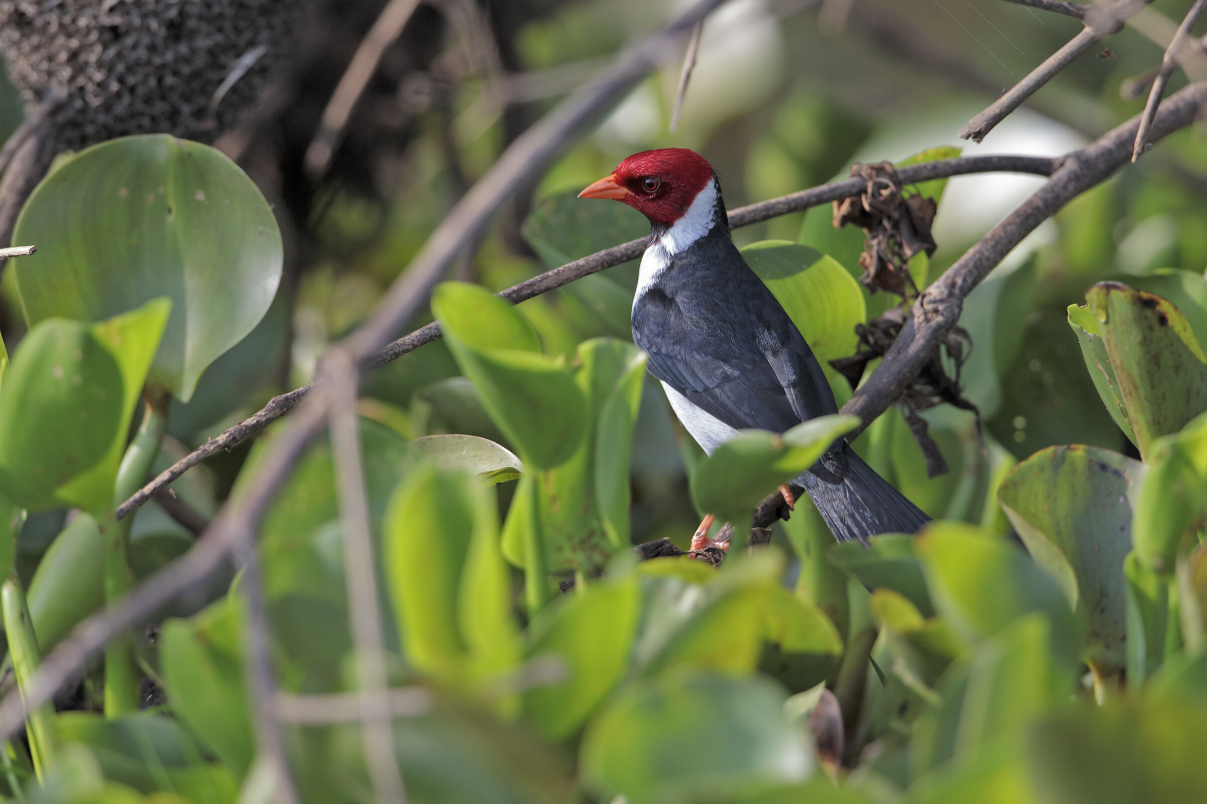 Cardinal yellow-beak